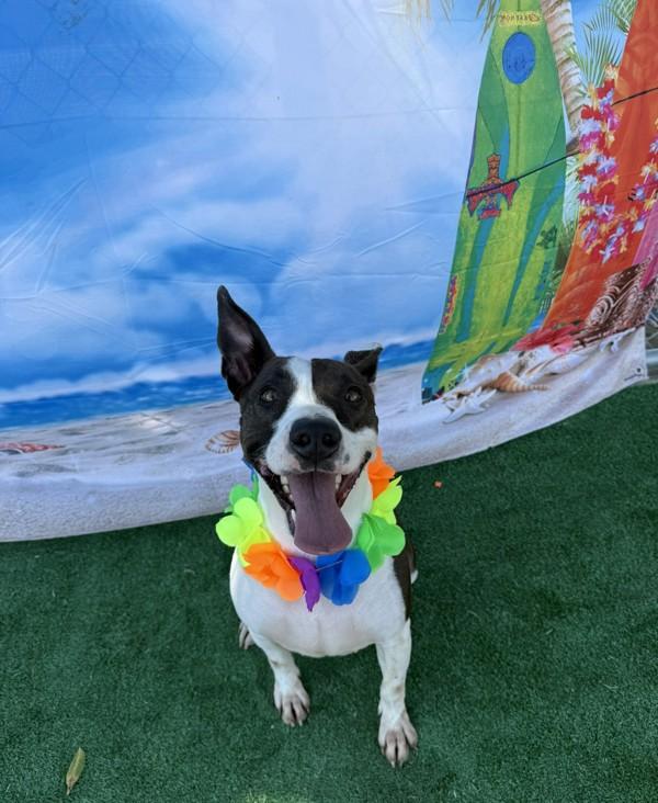 Lowla, a Adoptable mixed breed in Tulare, CA image 3/6