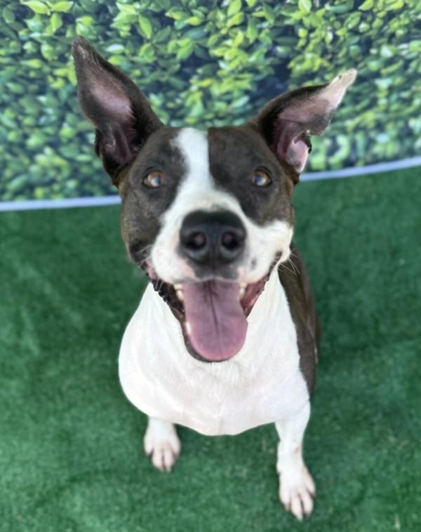 Lowla, a Adoptable mixed breed in Tulare, CA image 4/6