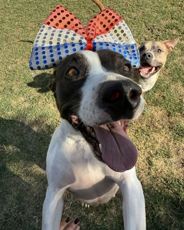 Lowla, a Adoptable mixed breed in Tulare, CA image 5/6