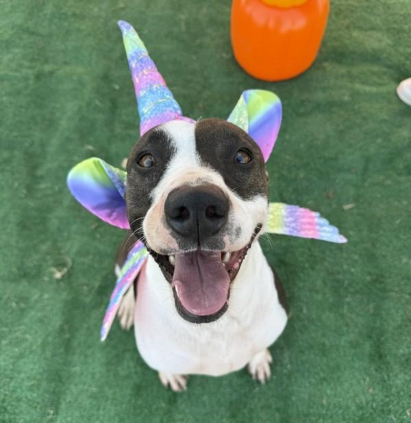 Lowla, a Adoptable mixed breed in Tulare, CA image 6/6