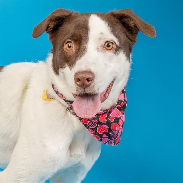 HUNTRESS, Adoptable, Young Female Pointer & Mixed Breed.