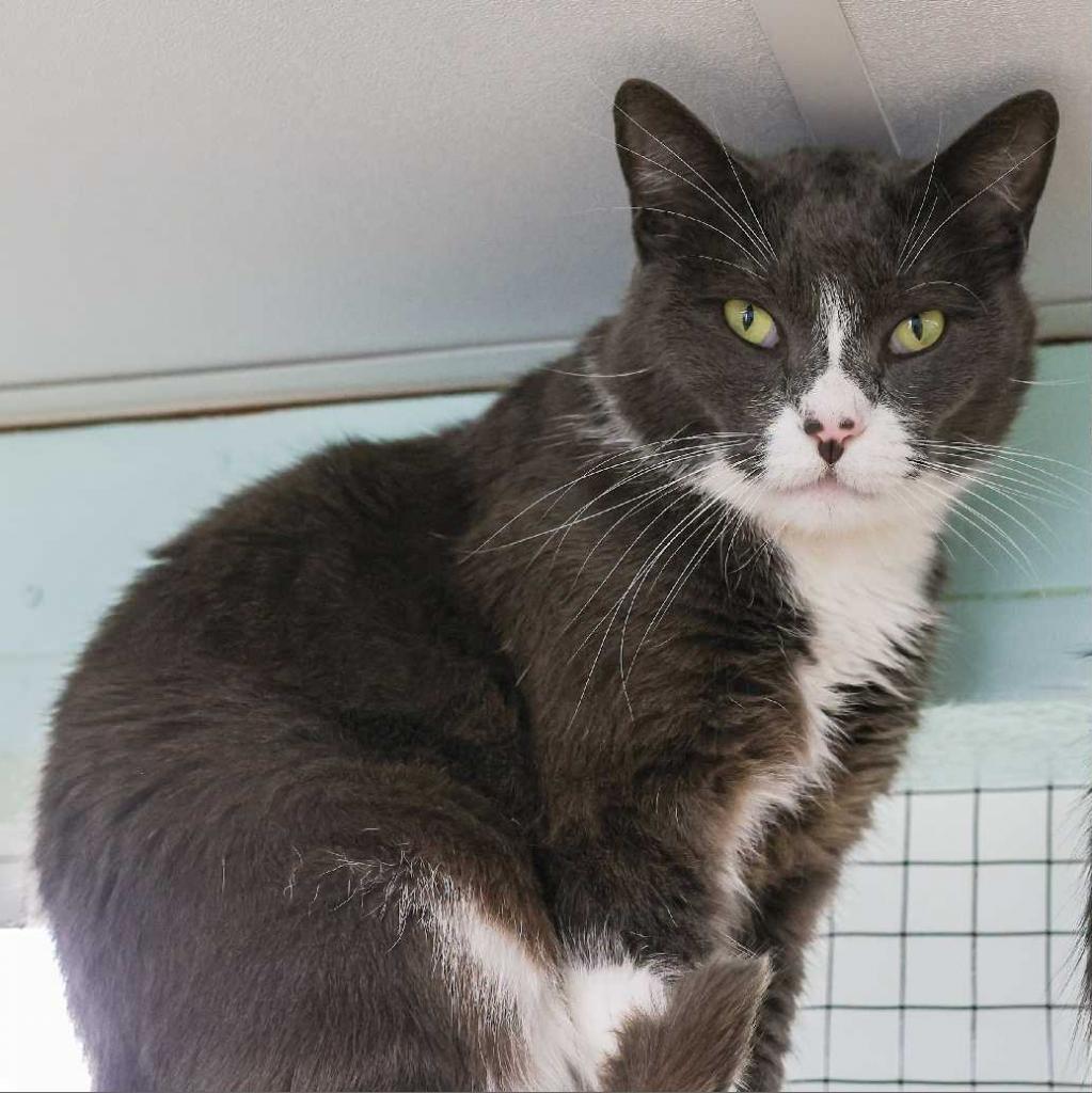 Enlarge Cabbage, a Adoptable Domestic Short Hair in Tampa, FL image 1/5