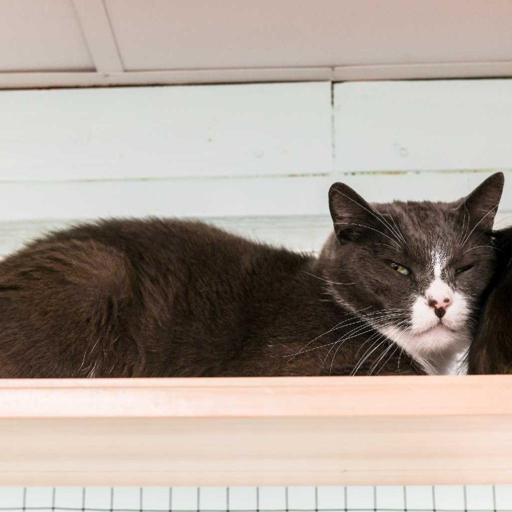 Enlarge Cabbage, a Adoptable Domestic Short Hair in Tampa, FL image 2/5