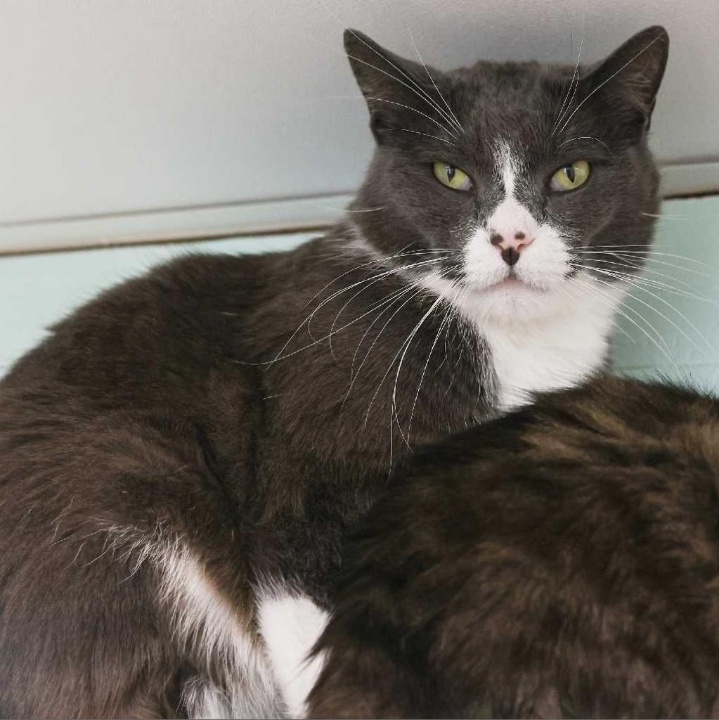 Enlarge Cabbage, a Adoptable Domestic Short Hair in Tampa, FL image 3/5