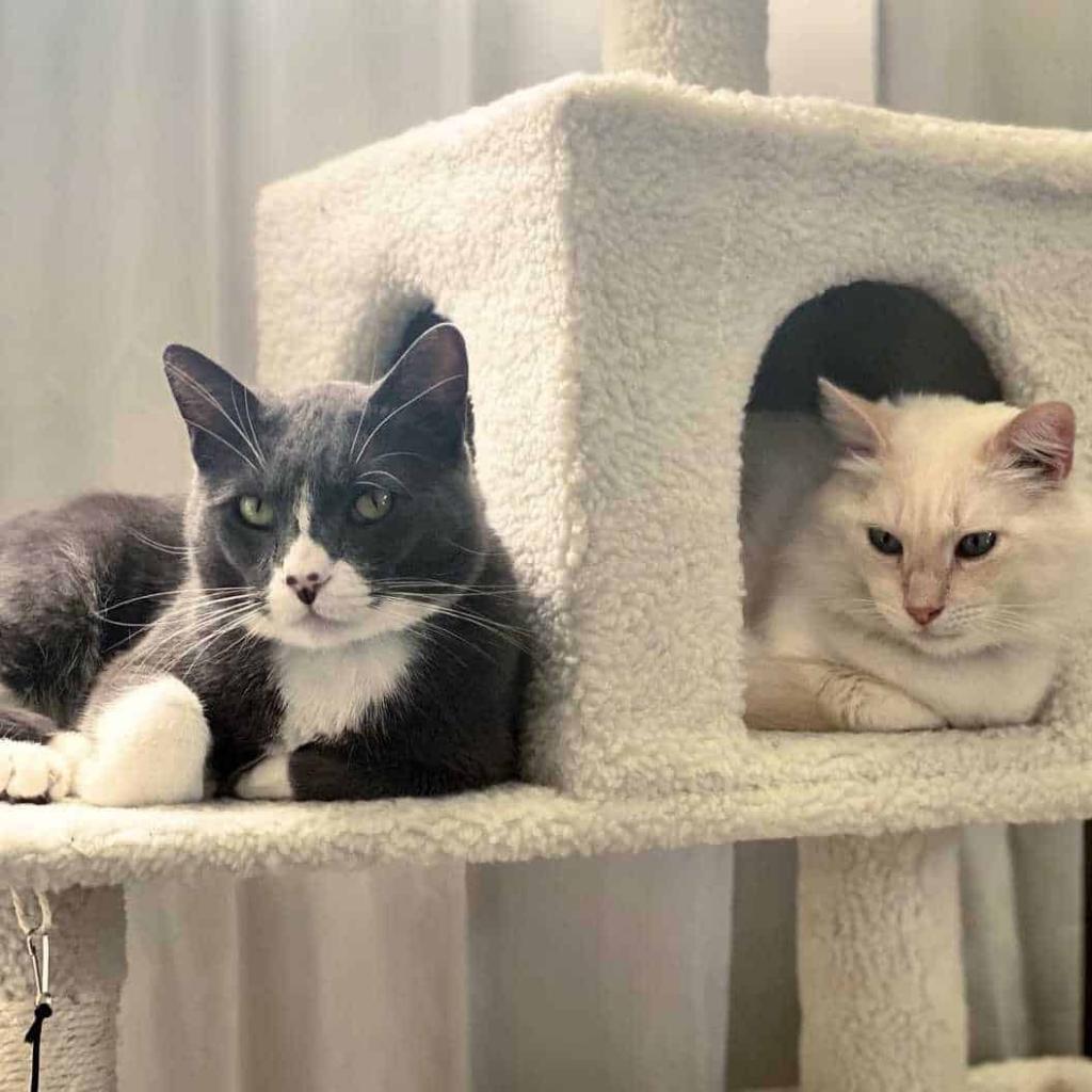 Enlarge Cabbage, a Adoptable Domestic Short Hair in Tampa, FL image 4/5