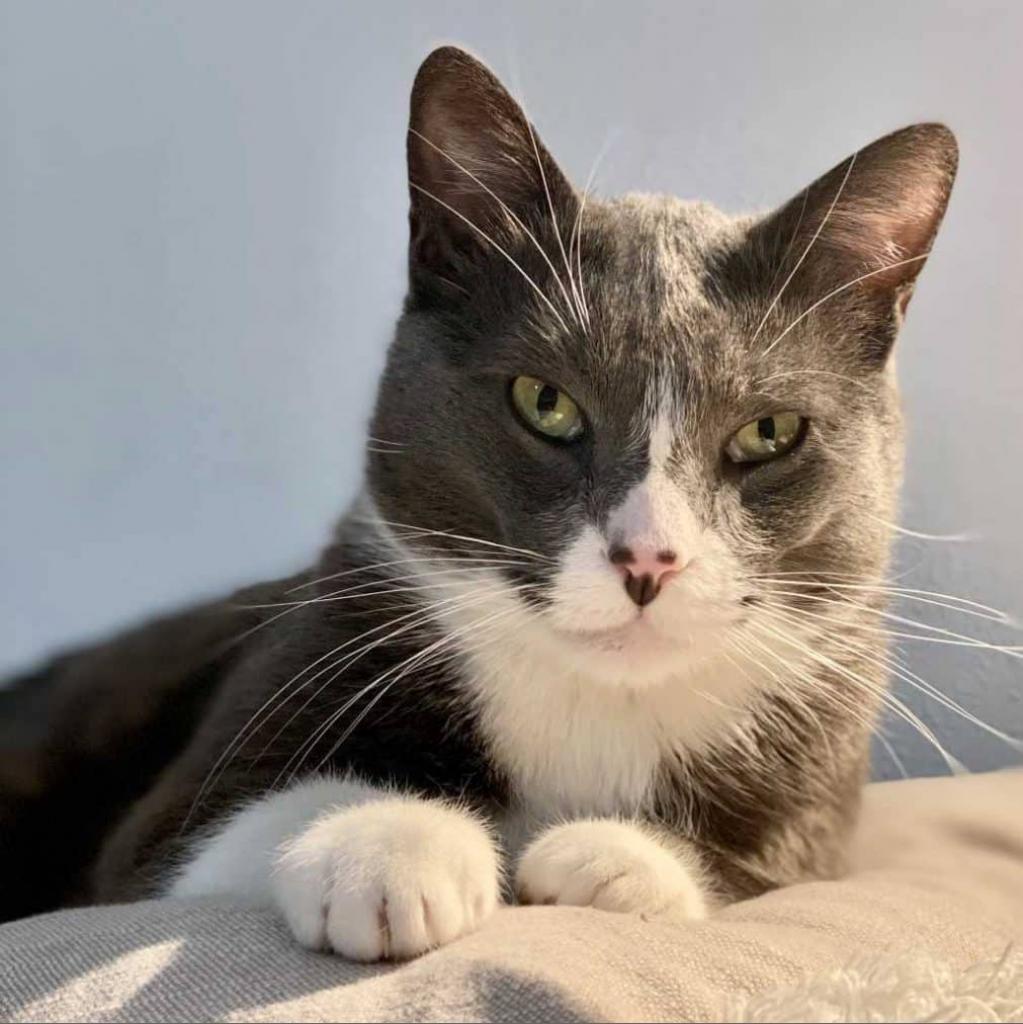 Enlarge Cabbage, a Adoptable Domestic Short Hair in Tampa, FL image 5/5