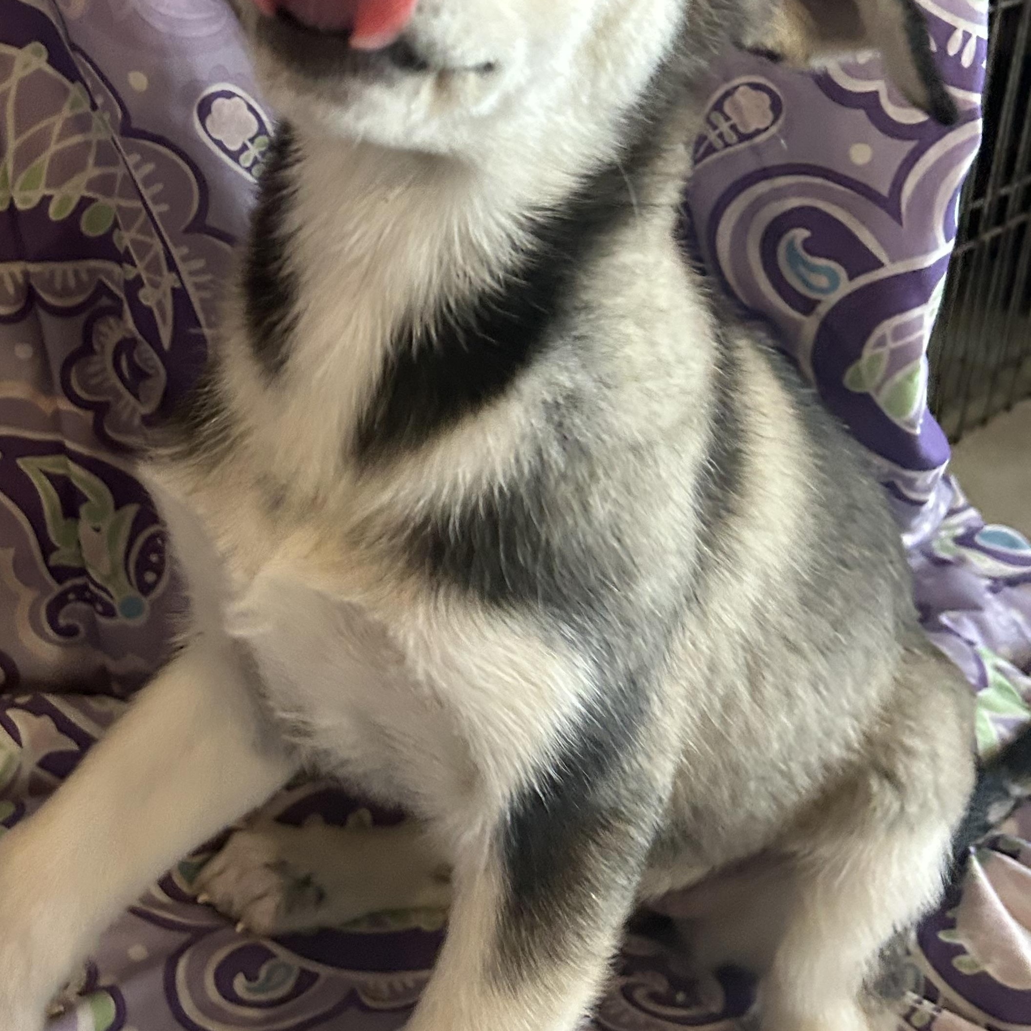 Enlarge Jolene, a Adoptable mixed breed in Madison Heights, MI image 3/5