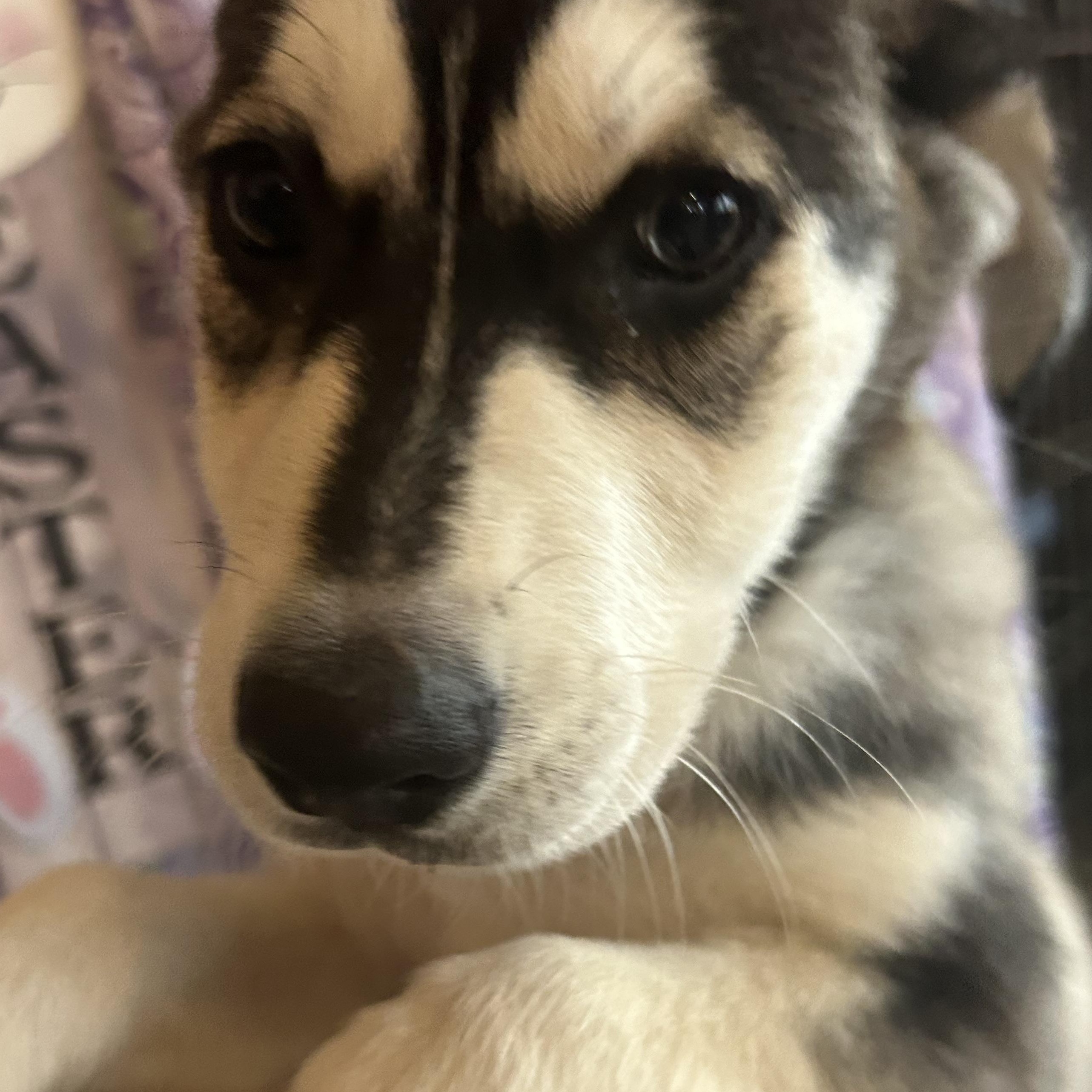 Enlarge Jolene, a Adoptable mixed breed in Madison Heights, MI image 4/5