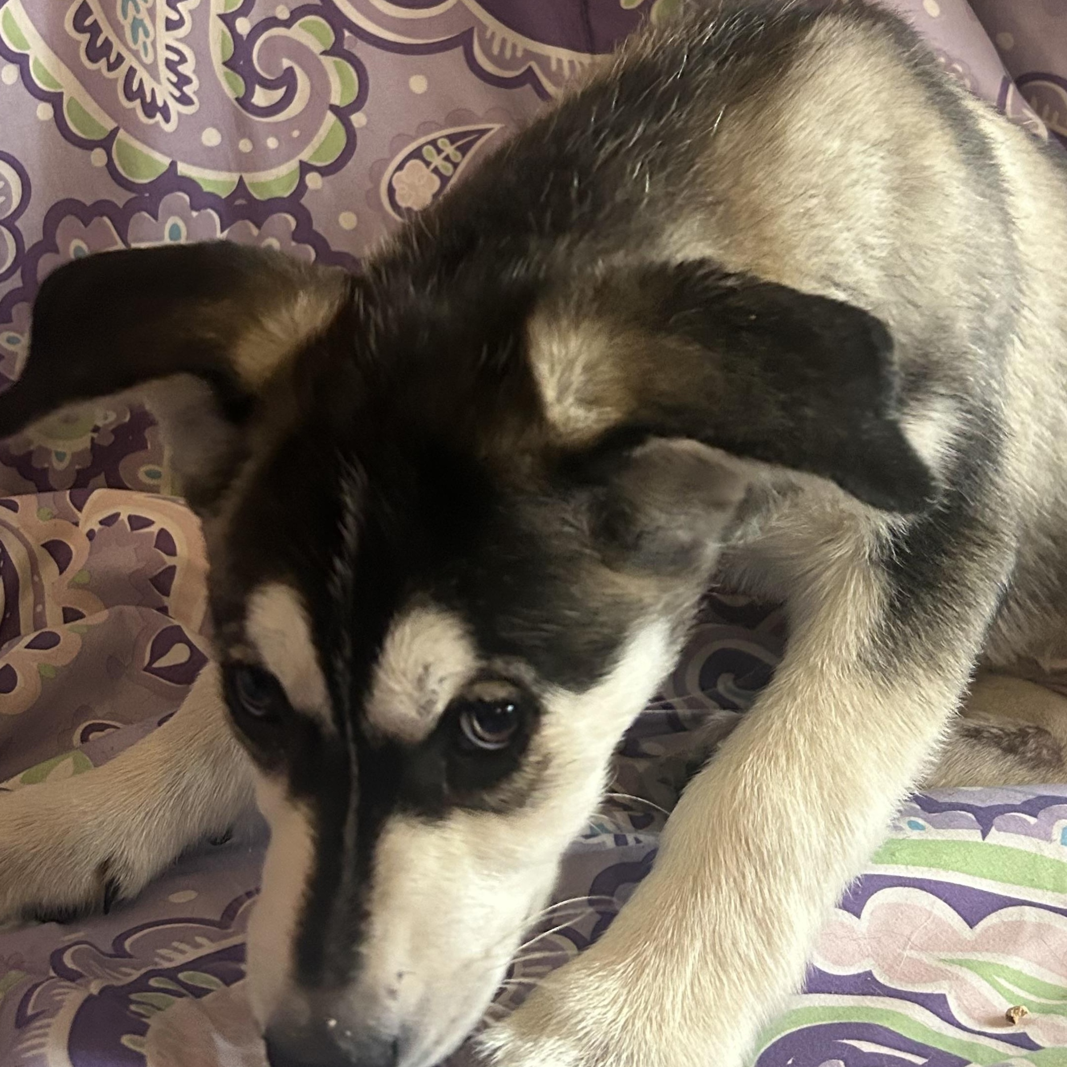 Enlarge Jolene, a Adoptable mixed breed in Madison Heights, MI image 2/5