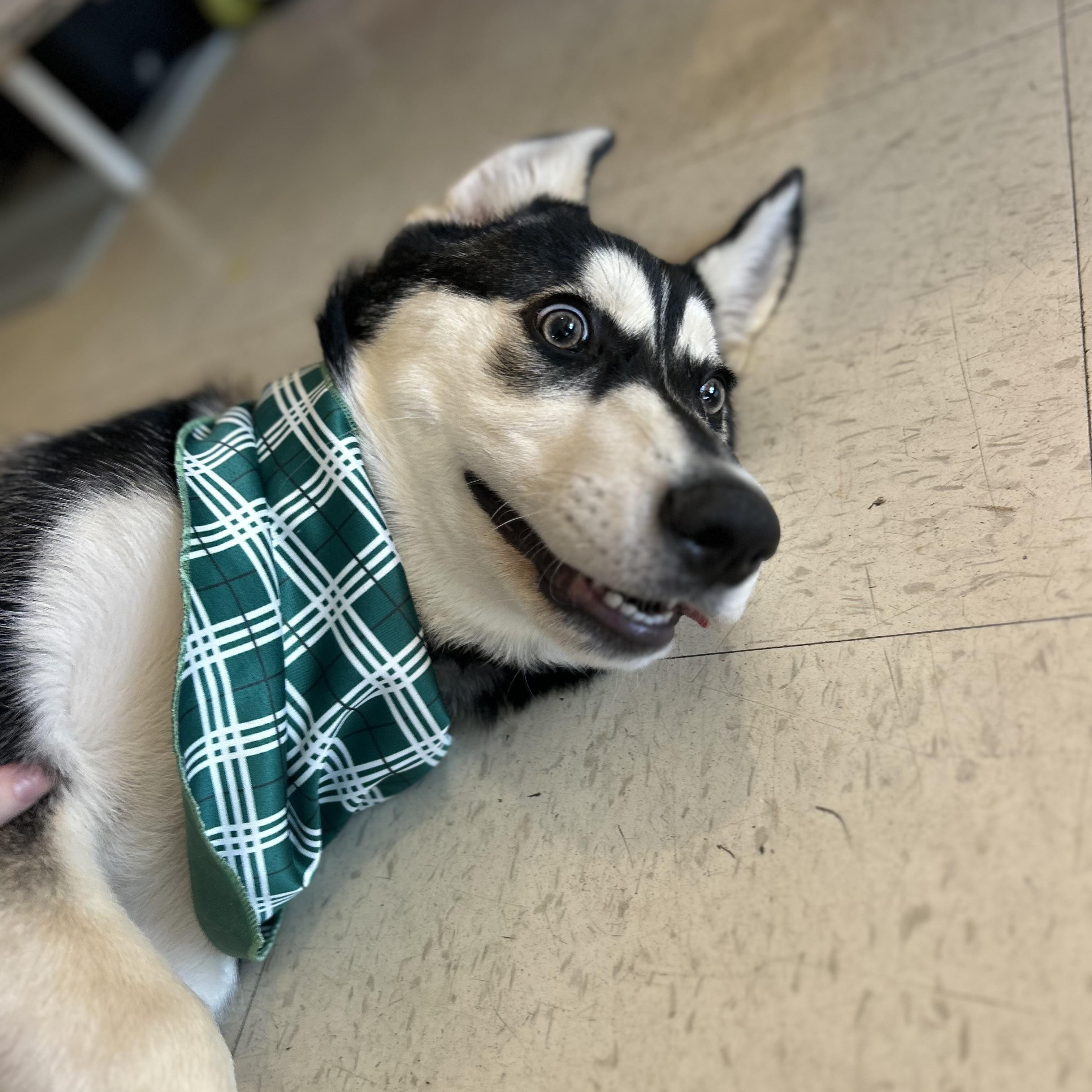 Jolene, Adoptable, Puppy Female Husky & Labrador Retriever.