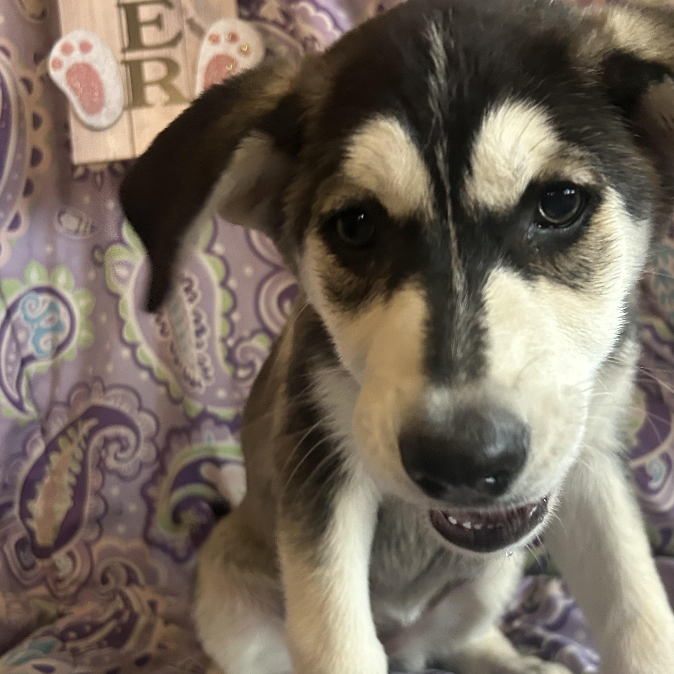 Enlarge Jolene, a Adoptable mixed breed in Madison Heights, MI image 5/5