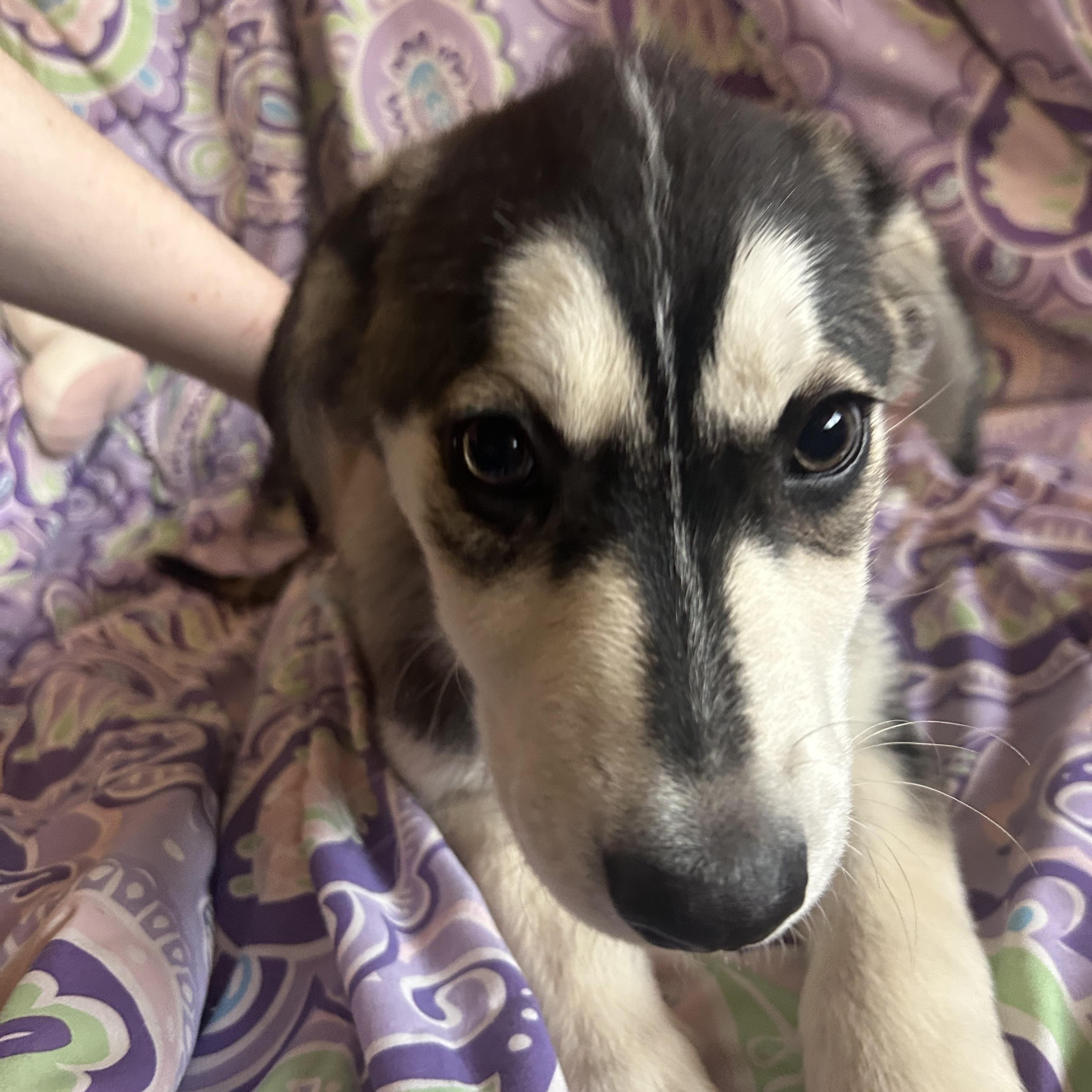 Jolene, Adoptable, Puppy Female Husky & Labrador Retriever.