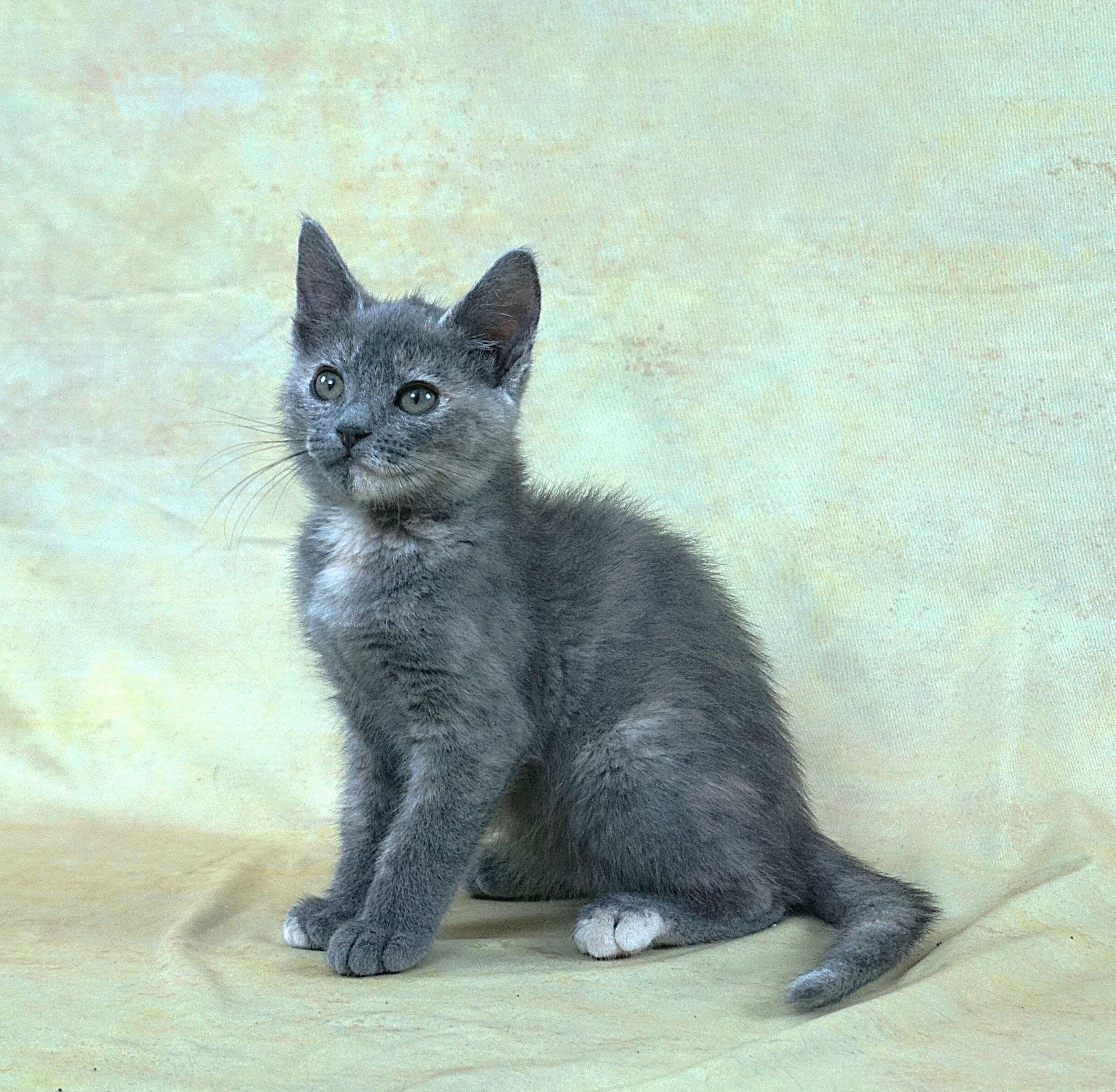 KEDARAKE - LAID BACK GIRL LOOKING FOR LOVING HOME, an adopted Domestic Short Hair in Plano, TX image 5/5