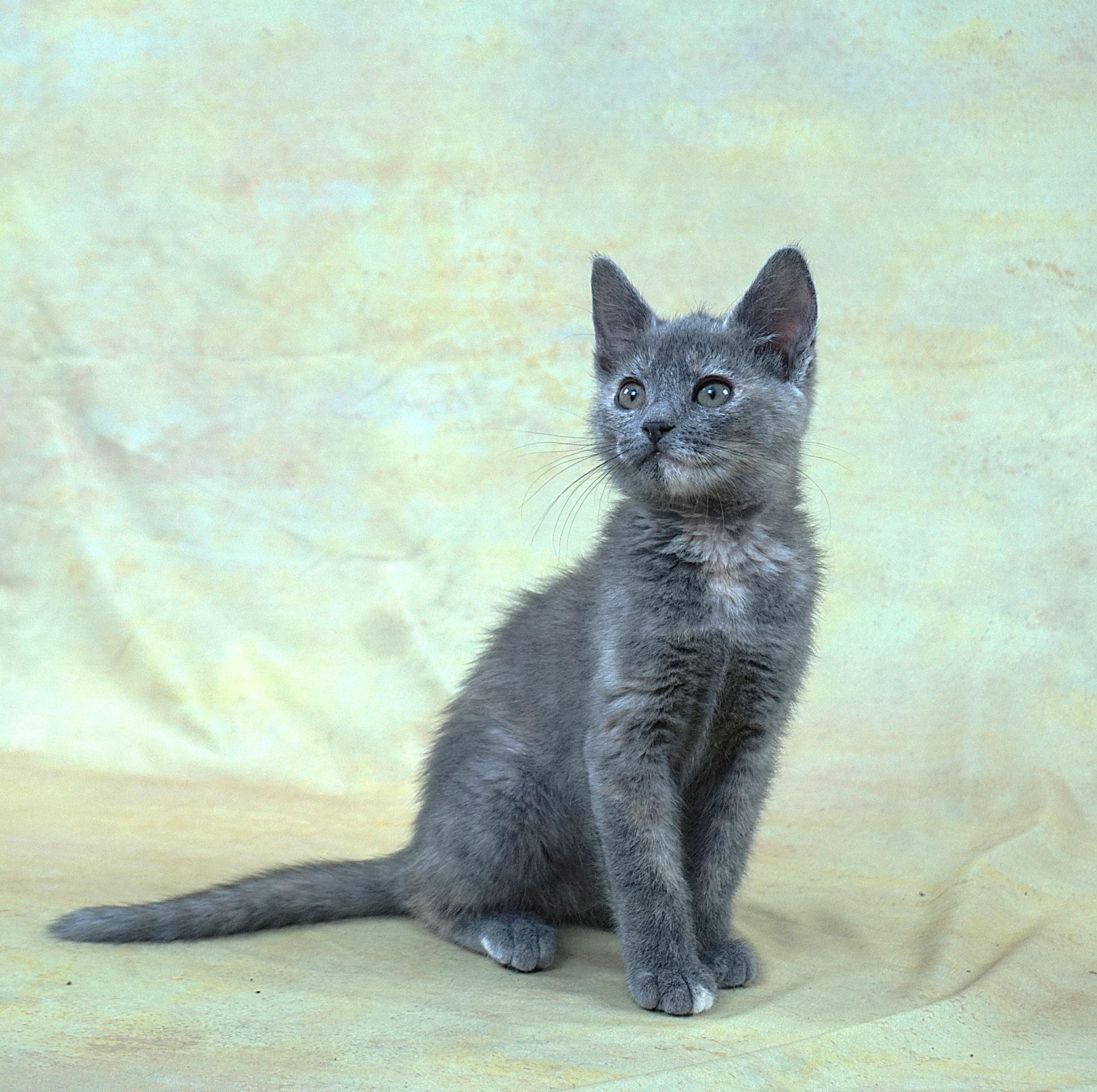 KEDARAKE - LAID BACK GIRL LOOKING FOR LOVING HOME, adopted, Kitten Female Domestic Short Hair.