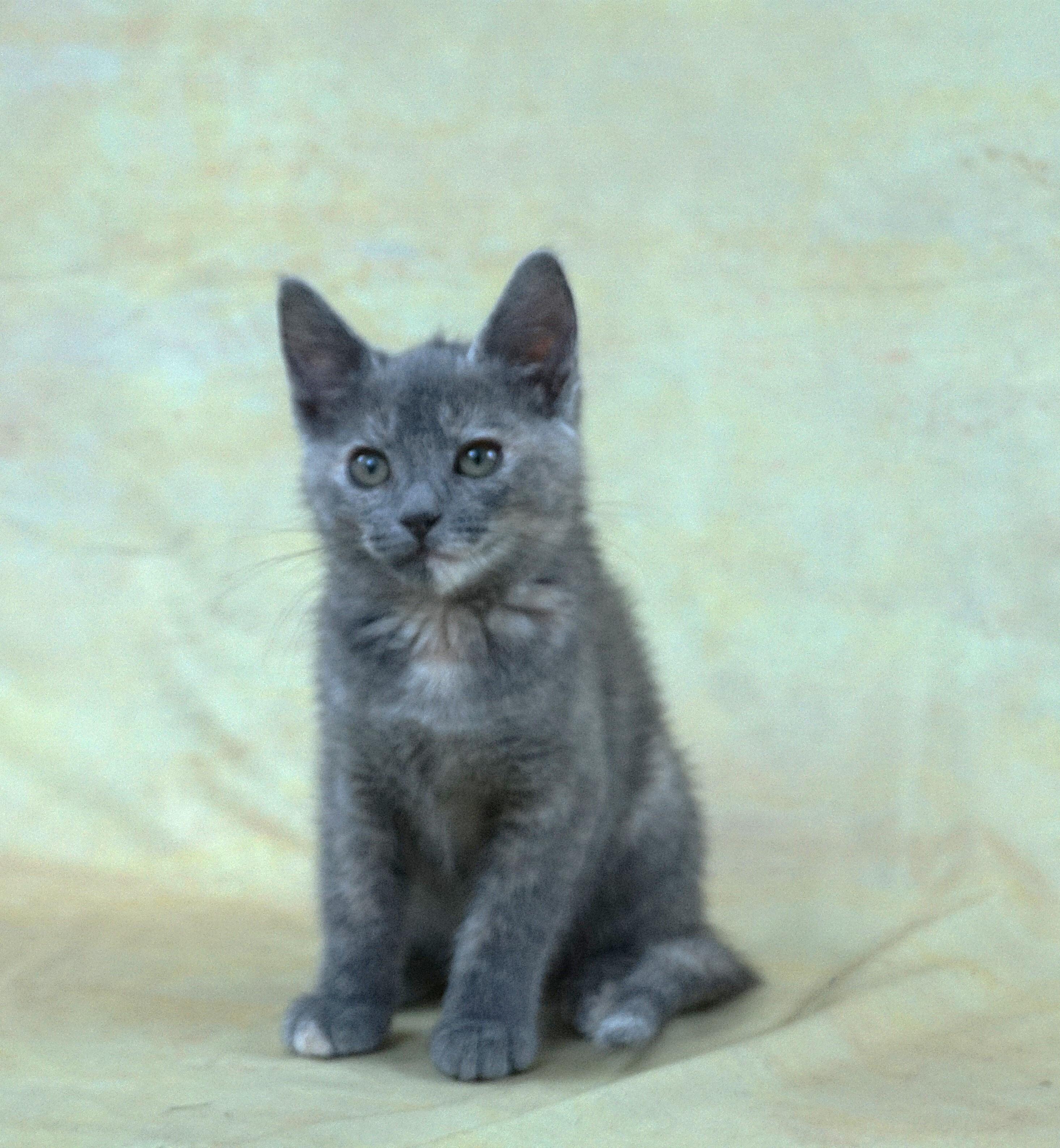 KEDARAKE - LAID BACK GIRL LOOKING FOR LOVING HOME, an adopted Domestic Short Hair in Plano, TX image 3/5
