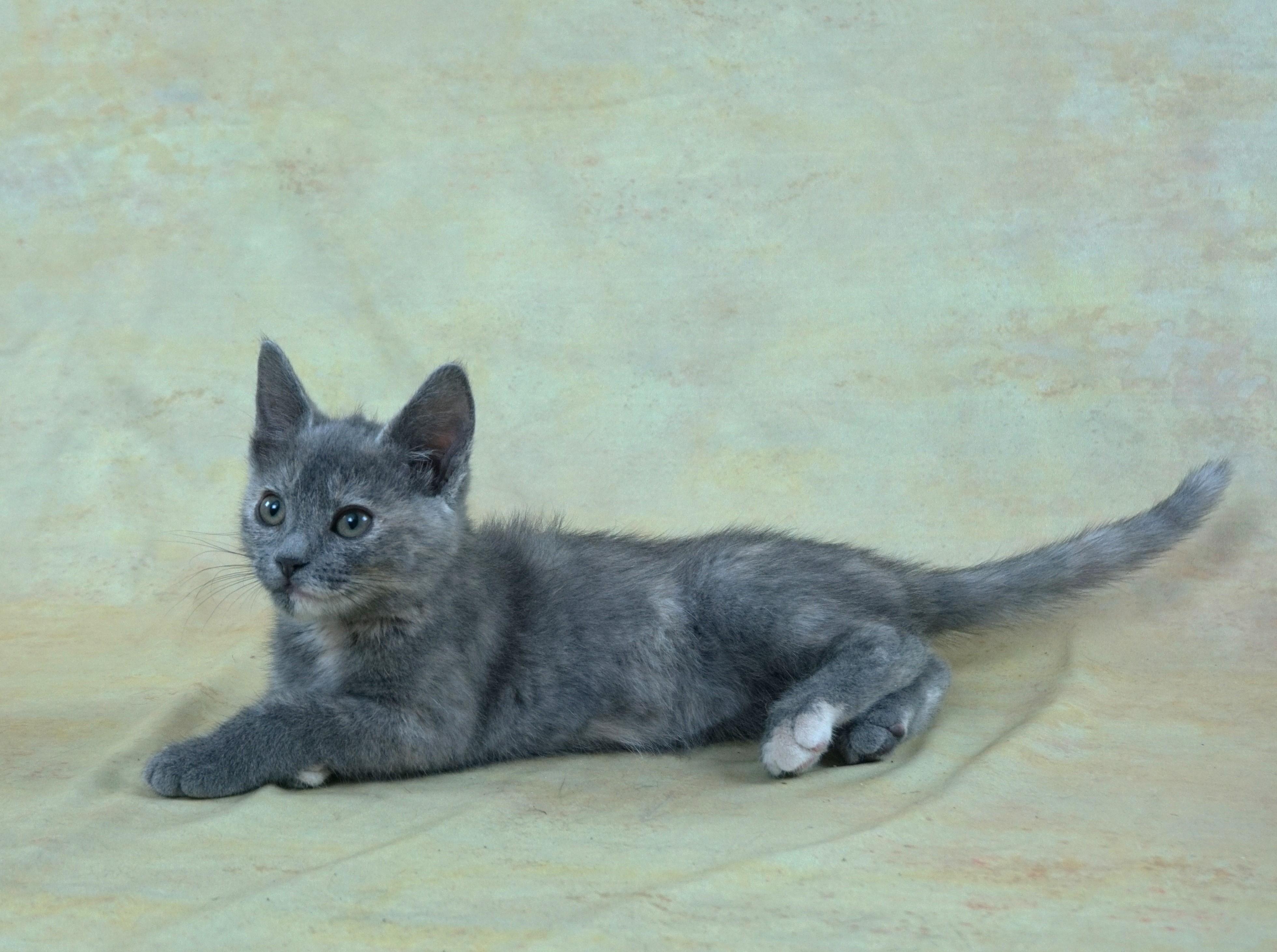 KEDARAKE - LAID BACK GIRL LOOKING FOR LOVING HOME, an adopted Domestic Short Hair in Plano, TX image 4/5