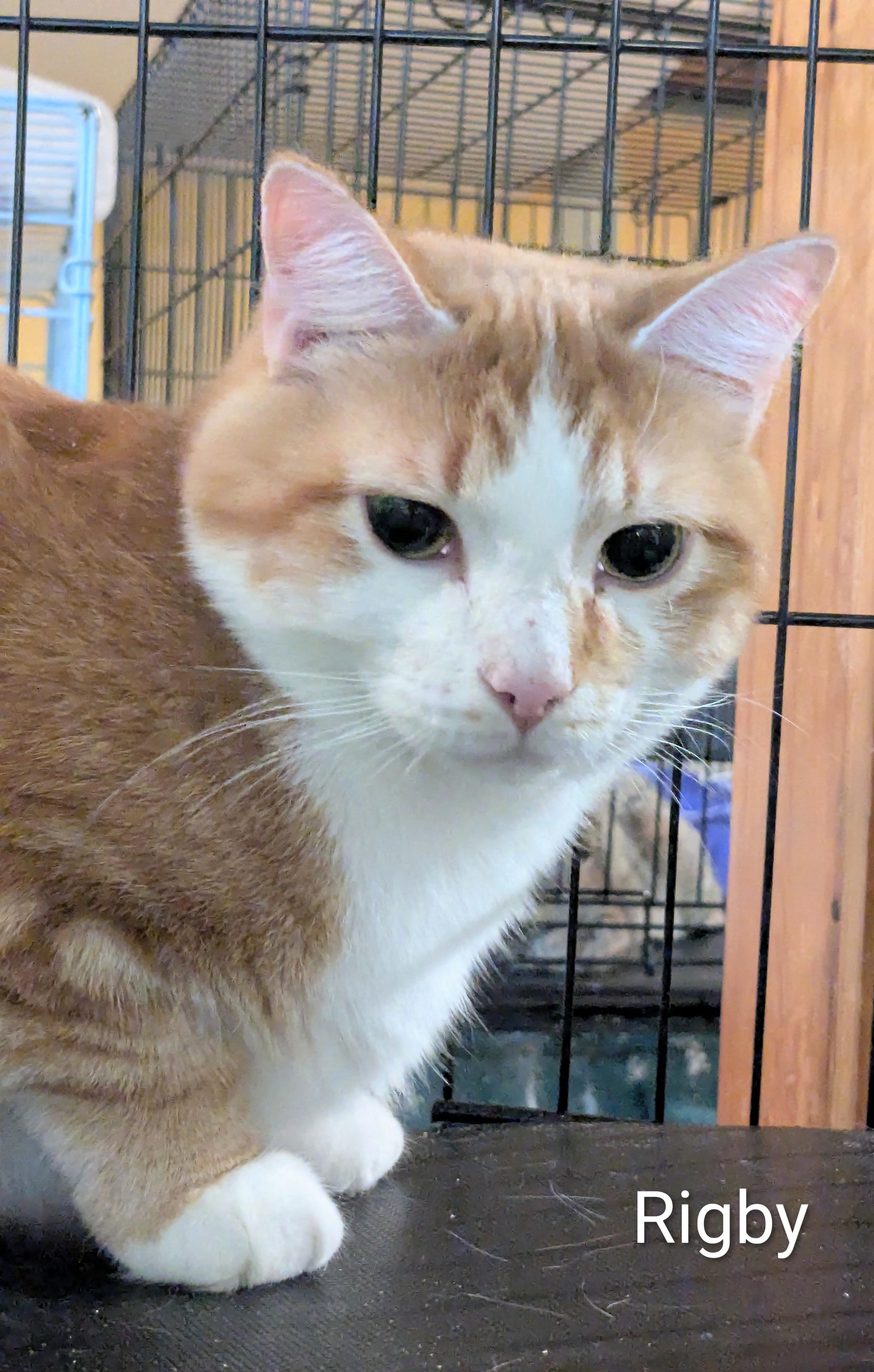 Rigby, Adoptable, Adult Male Domestic Short Hair.