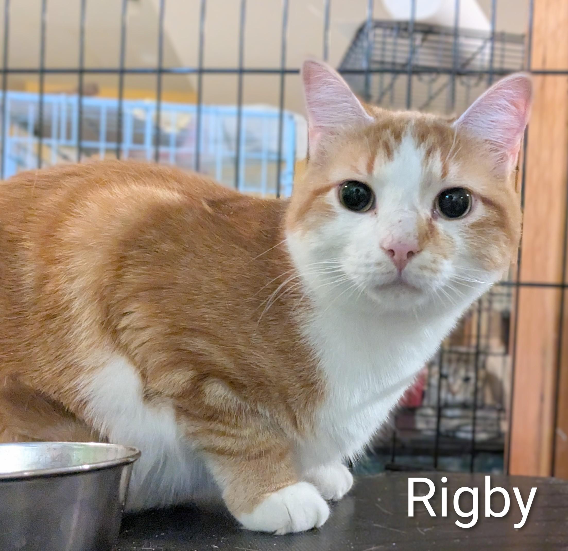 Rigby, a Adoptable Domestic Short Hair in St Catharines, ON image 2/2