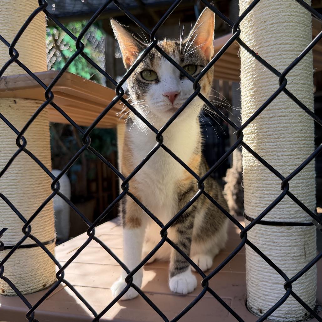 Enlarge Cannoli, a Adoptable Domestic Short Hair in Oyster Bay, NY image 2/4