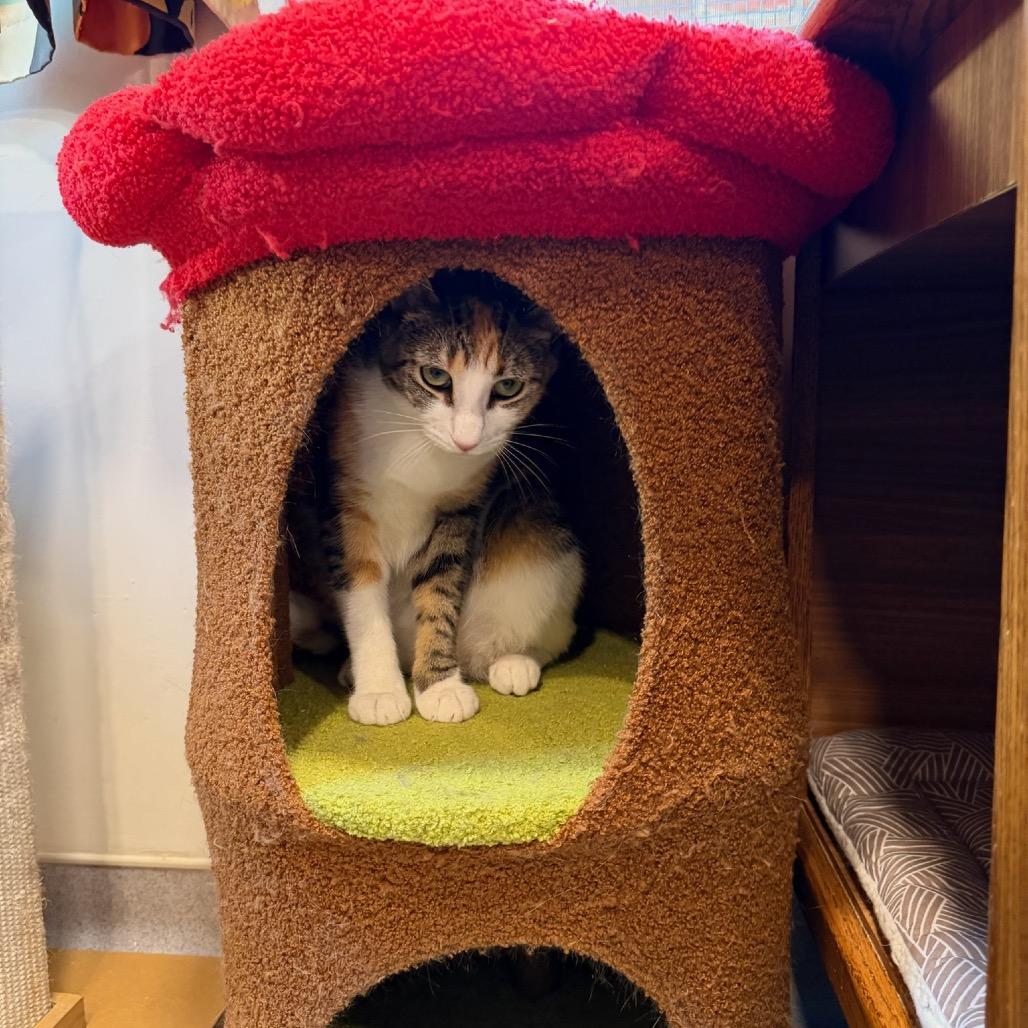 Enlarge Cannoli, a Adoptable Domestic Short Hair in Oyster Bay, NY image 3/6