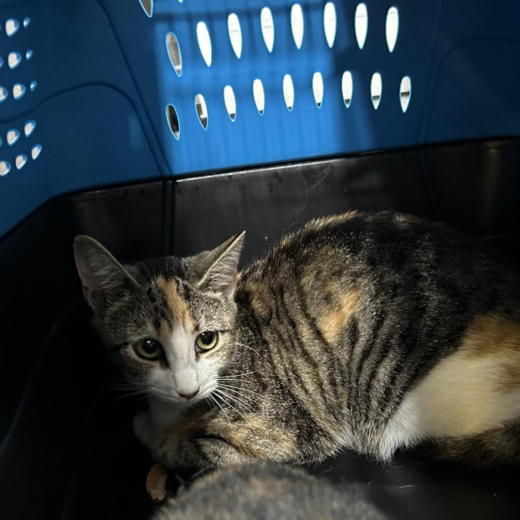 Enlarge Cannoli, a Adoptable Domestic Short Hair in Oyster Bay, NY image 3/4