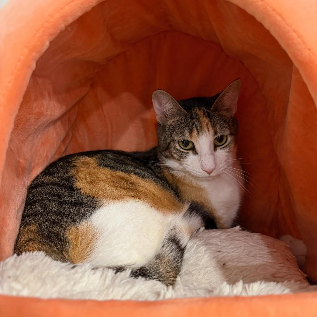 Enlarge Cannoli, a Adoptable Domestic Short Hair in Oyster Bay, NY image 5/6