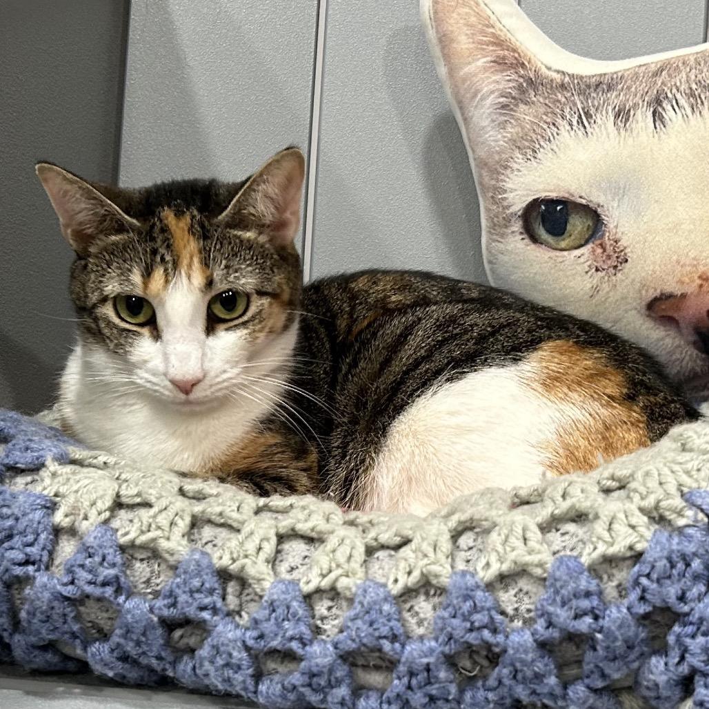 Enlarge Cannoli, a Adoptable Domestic Short Hair in Oyster Bay, NY image 4/4