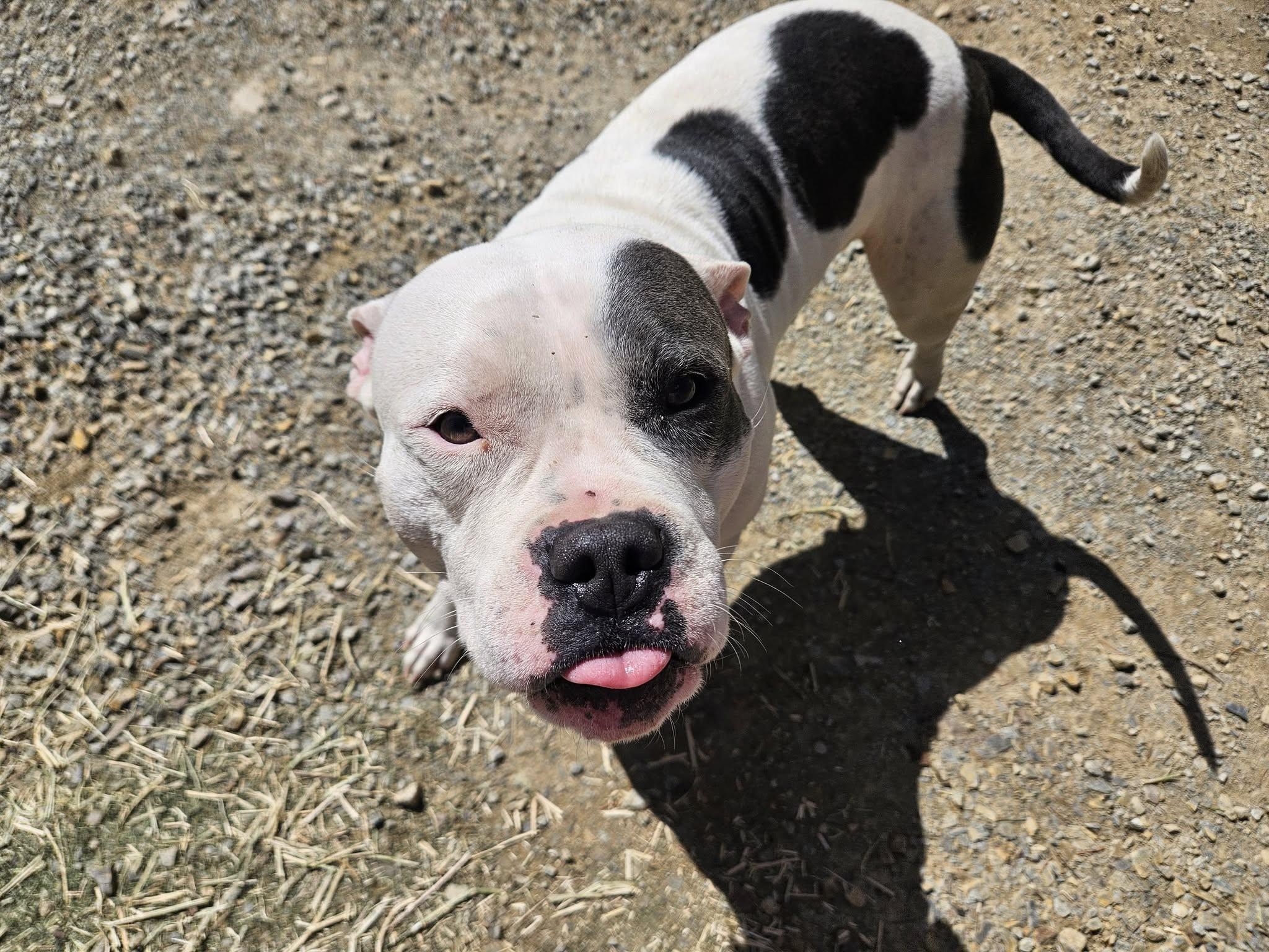 Boomer, a Adoptable mixed breed in Lewiston, ID image 1/5