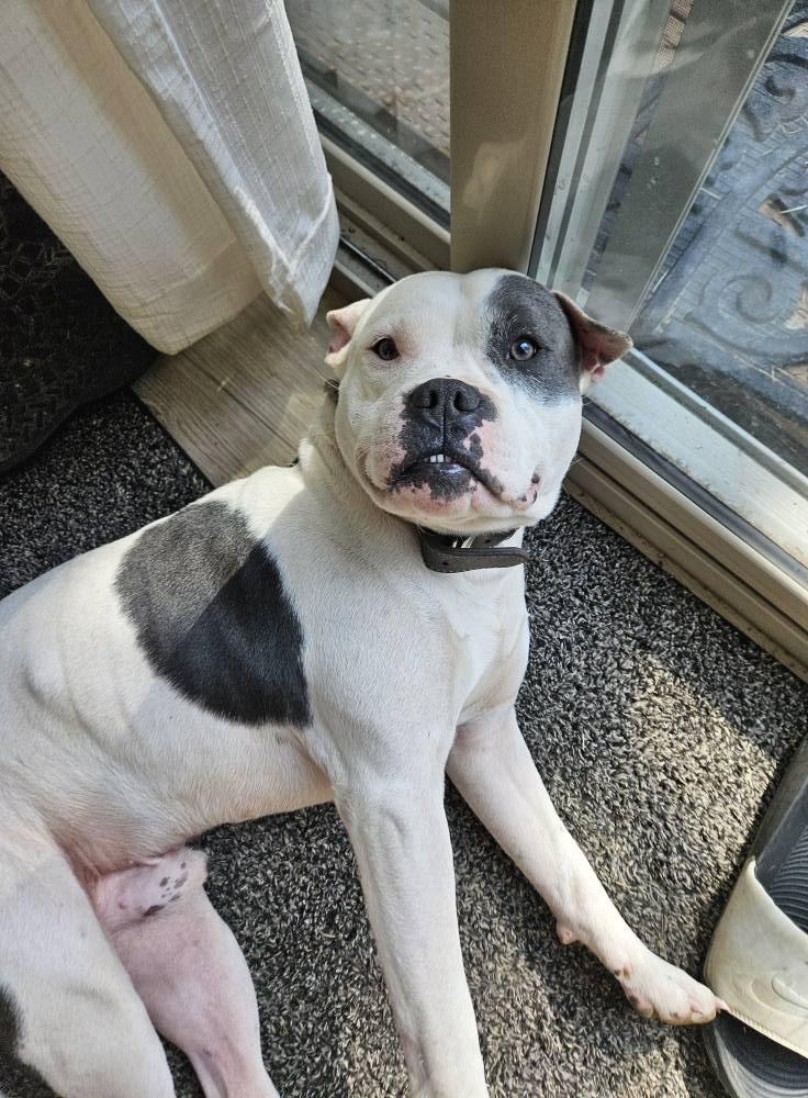 Boomer, Adoptable, Adult Male American Staffordshire Terrier.