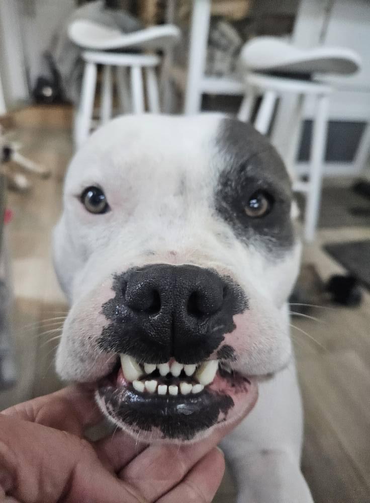 Boomer, a Adoptable mixed breed in Lewiston, ID image 3/5