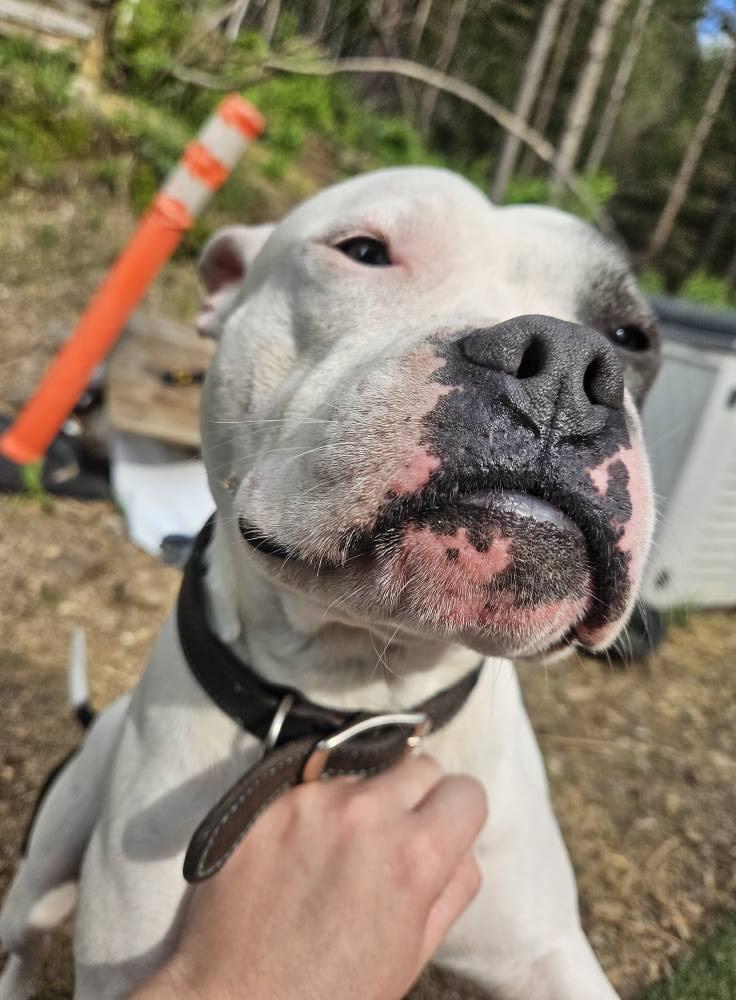 Boomer, a Adoptable mixed breed in Lewiston, ID image 5/5
