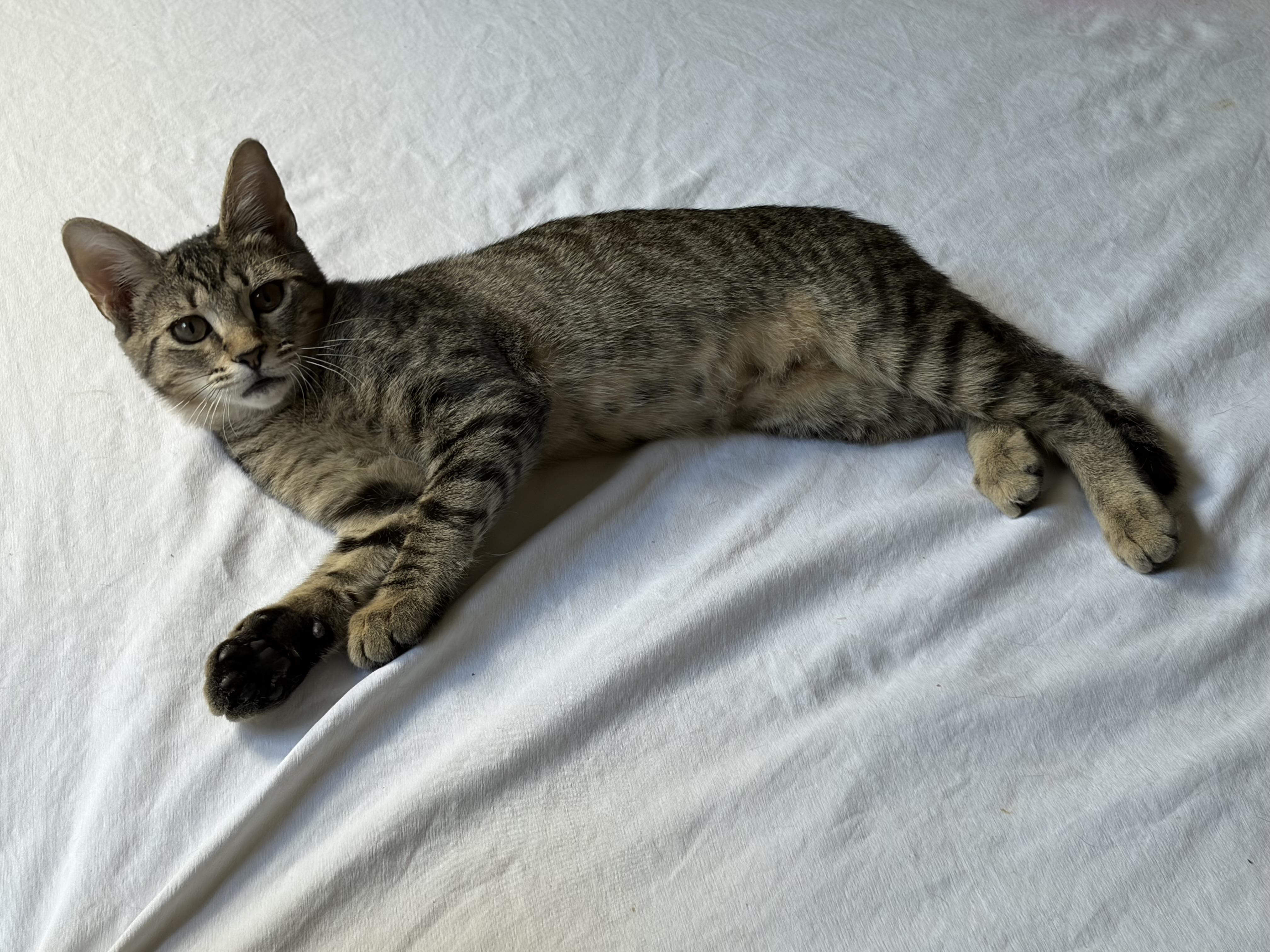 Maryanne, Adoptable, Young Female Domestic Short Hair.