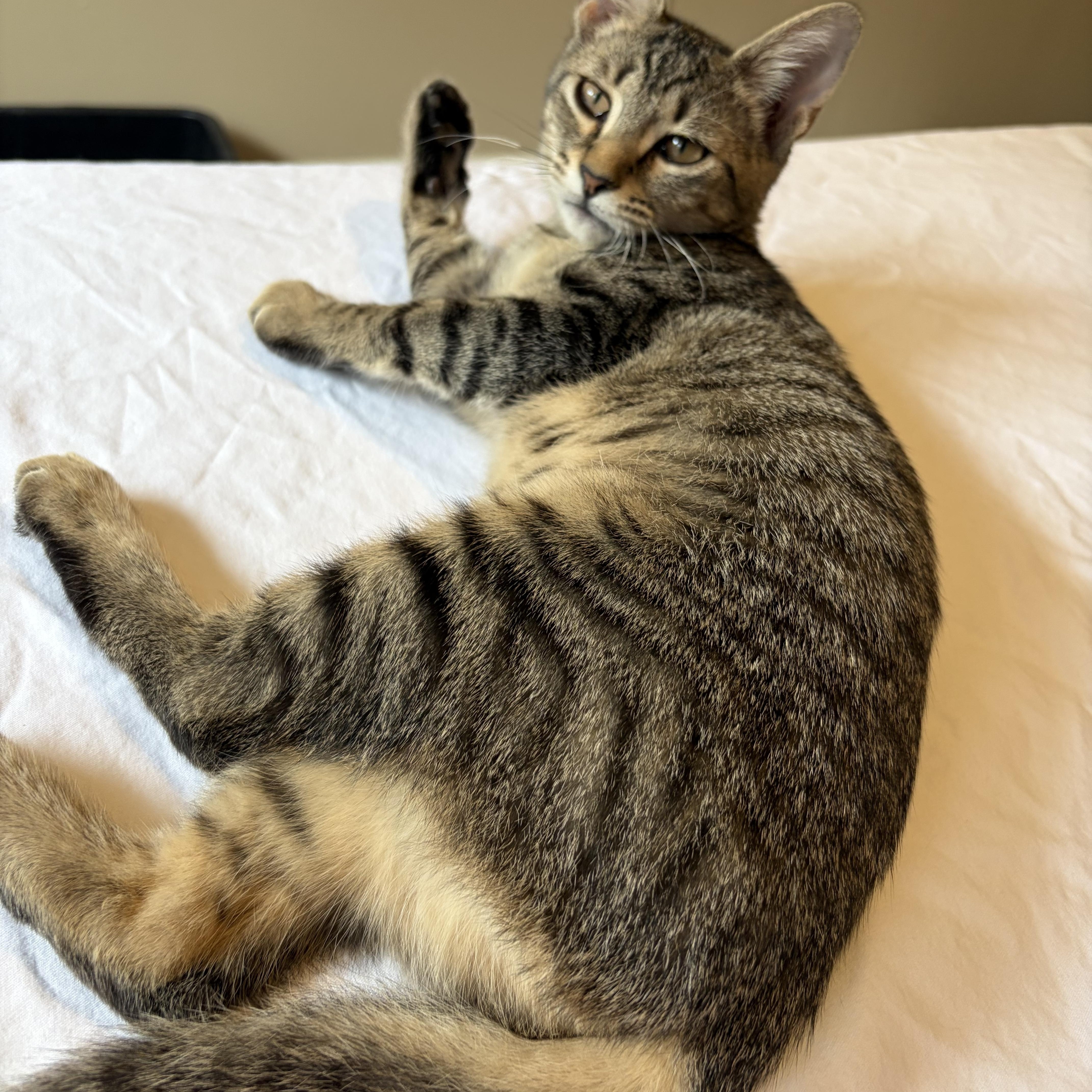 Enlarge Maryanne, a Adoptable Domestic Short Hair in Belmont, NC image 2/2