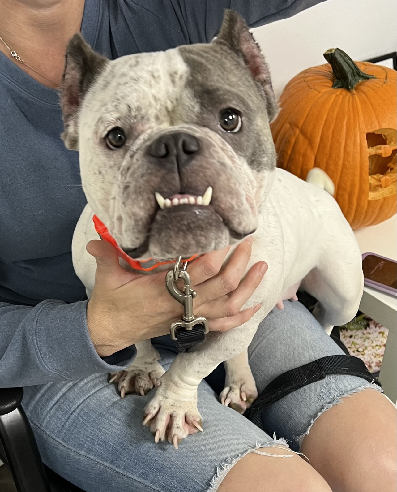 Boo, Adopted, Adult Female English Bulldog & French Bulldog.