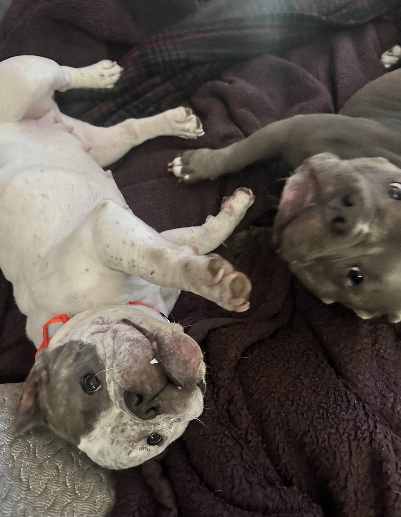 Enlarge Boo, a Adopted mixed breed in Southern Pines, NC image 2/4