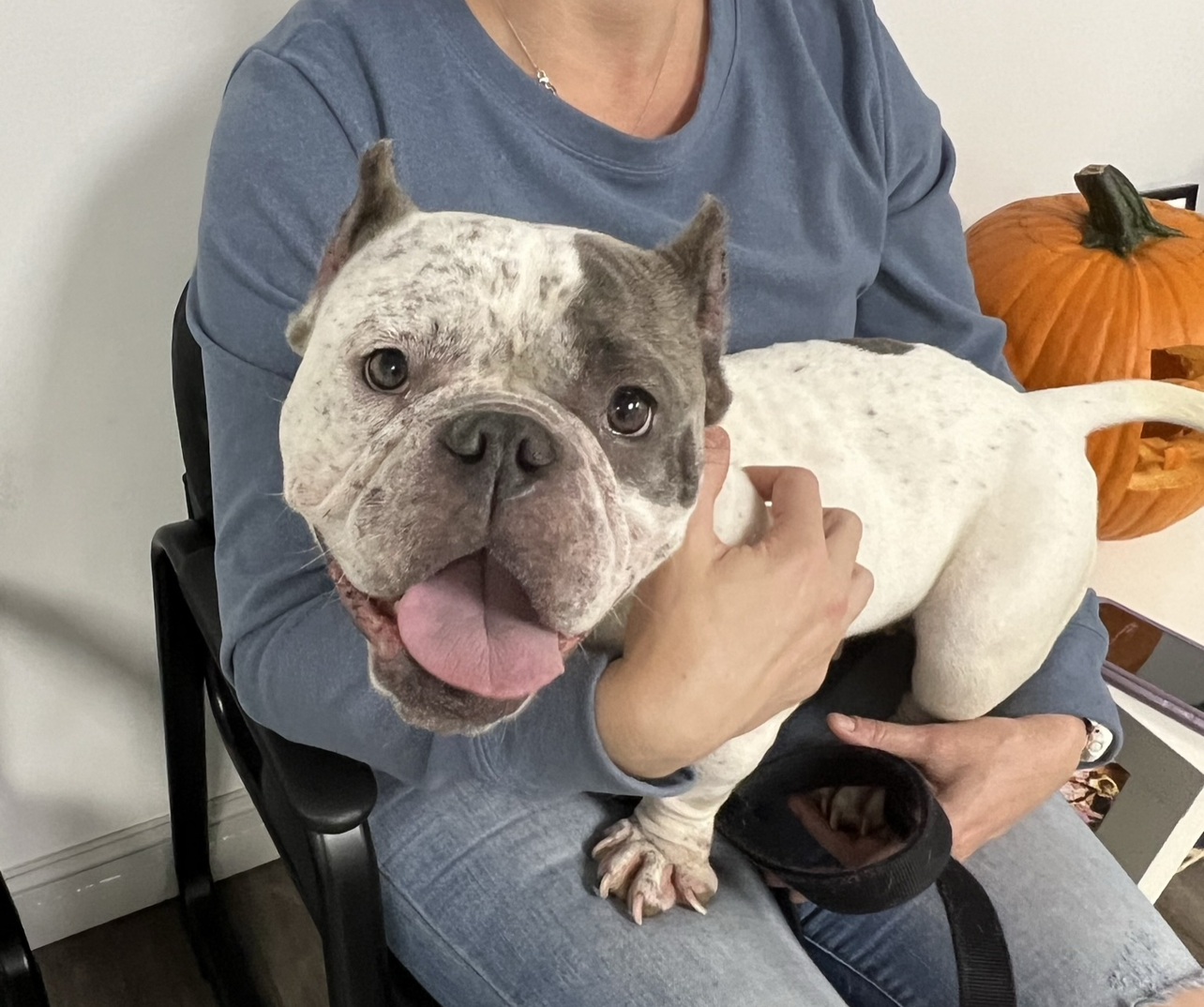 Enlarge Boo, a Adopted mixed breed in Southern Pines, NC image 3/4