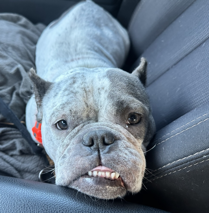 Enlarge Boo, a Adopted mixed breed in Southern Pines, NC image 4/4