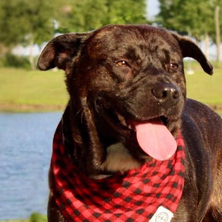 Enlarge Chocolate, a Adoptable mixed breed in NOTTINGHAM, MD image 1/6