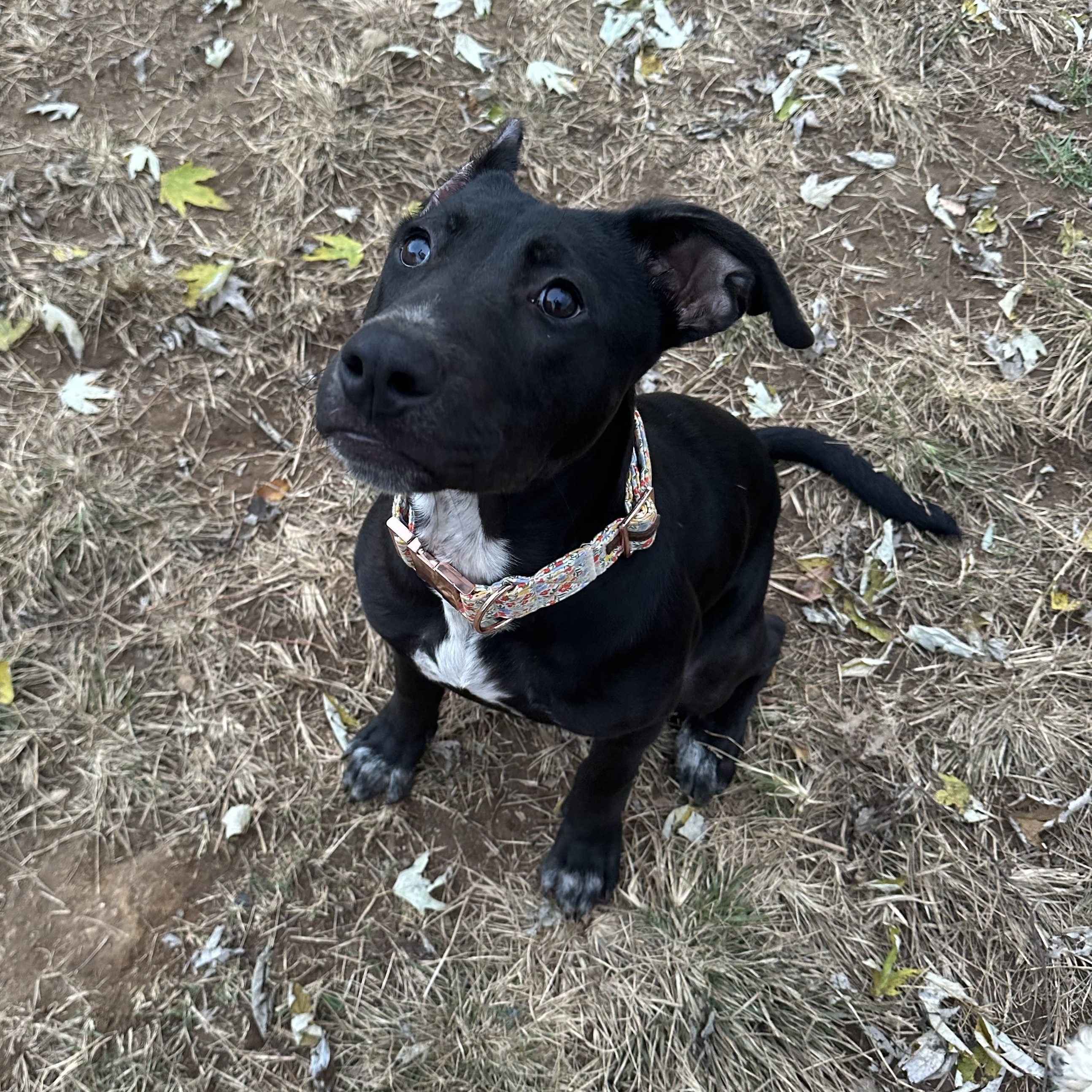 Jin, Adoptable, Puppy Female Shepherd & Labrador Retriever.