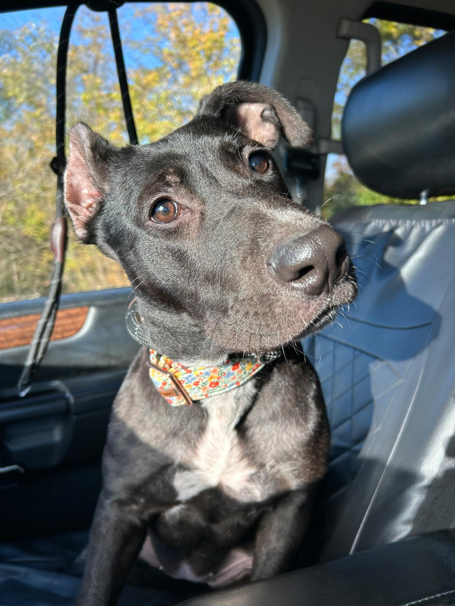 Jin, a Adoptable mixed breed in Spring hill, TN image 1/4