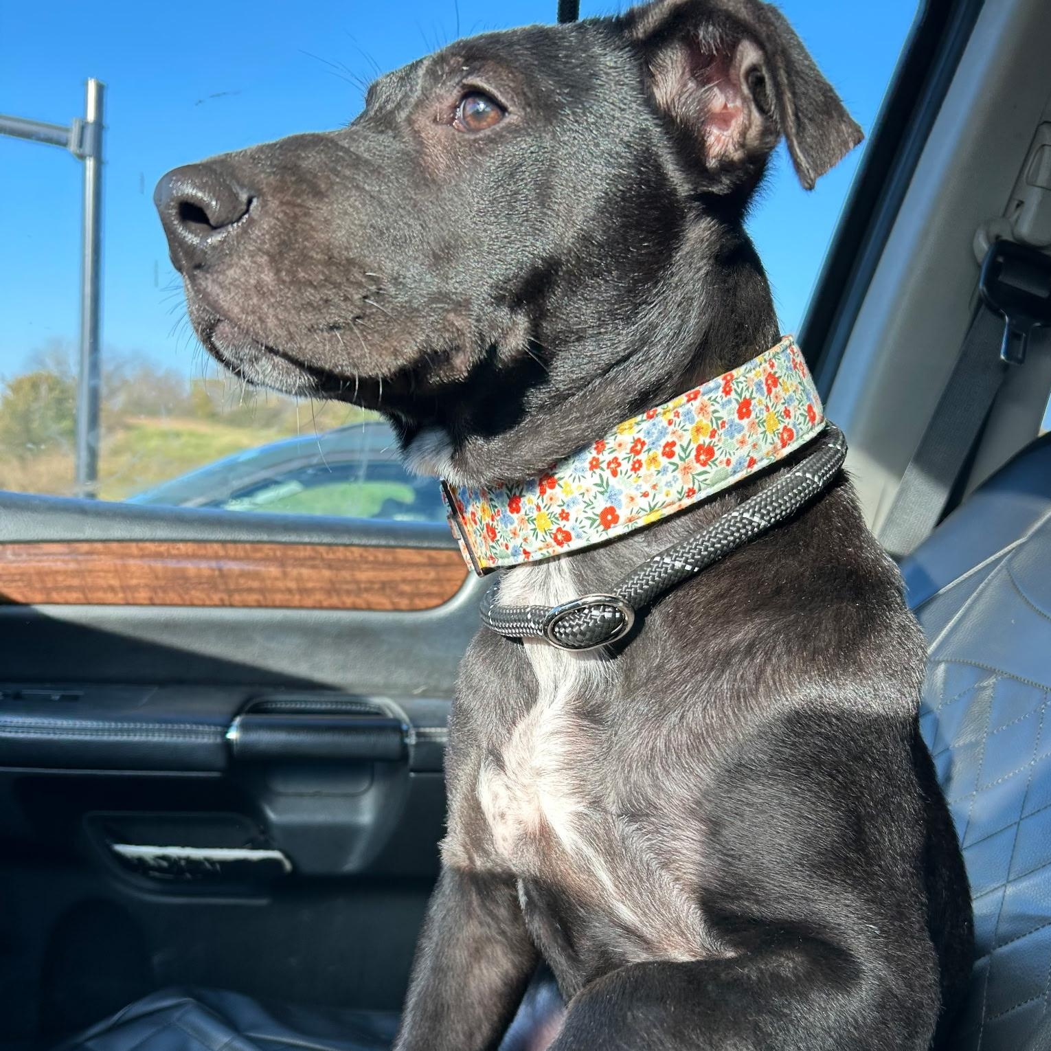 Jin, a Adoptable mixed breed in Spring hill, TN image 4/4