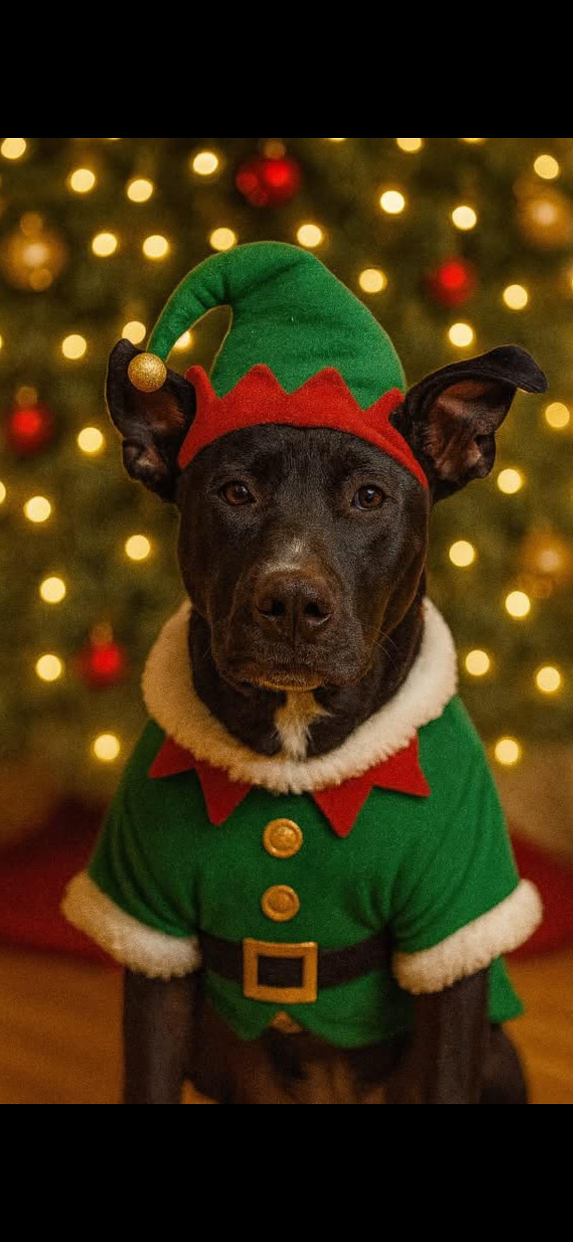 Jin, Adoptable, Puppy Female Shepherd & Labrador Retriever.