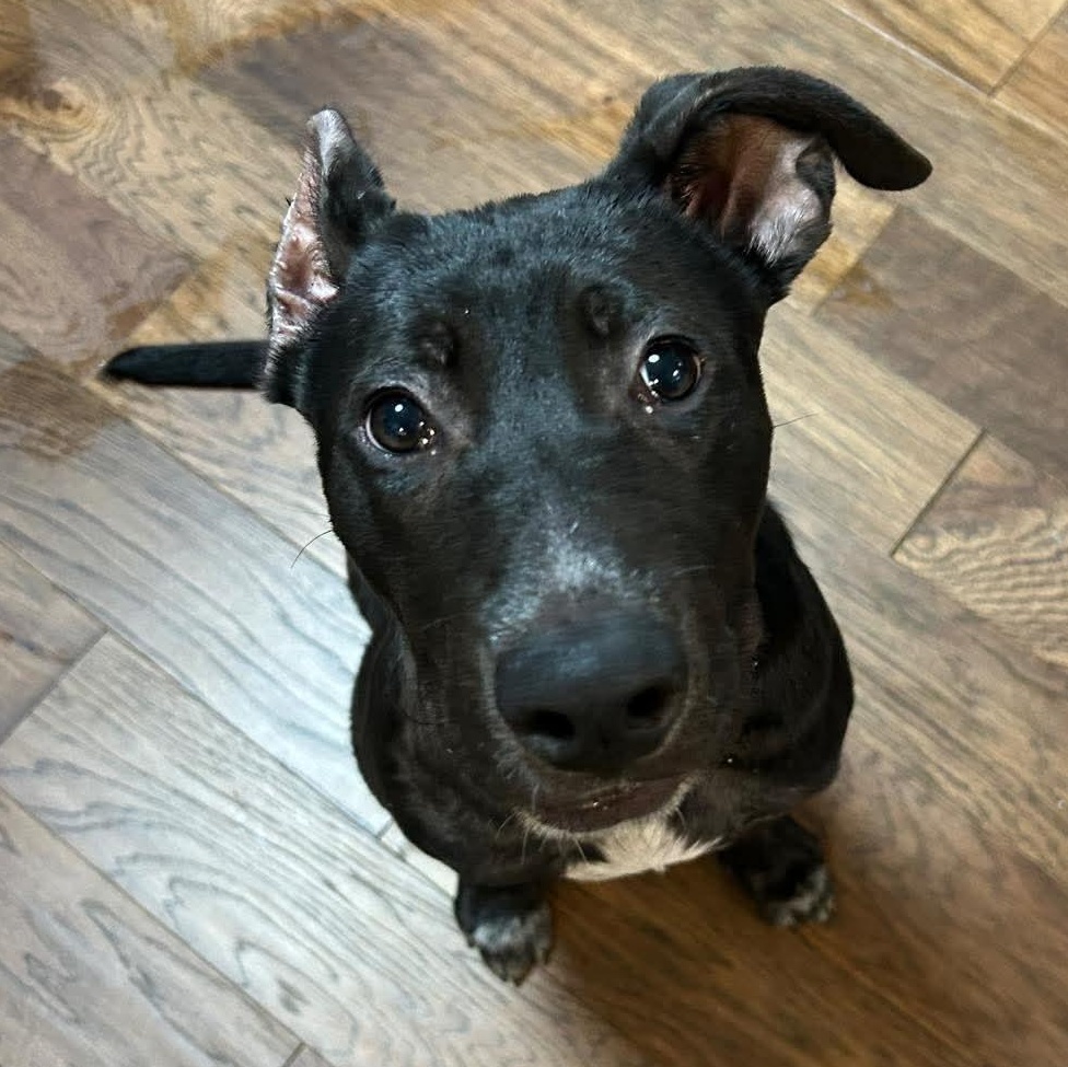 Jin, Adoptable, Puppy Female Shepherd & Labrador Retriever.