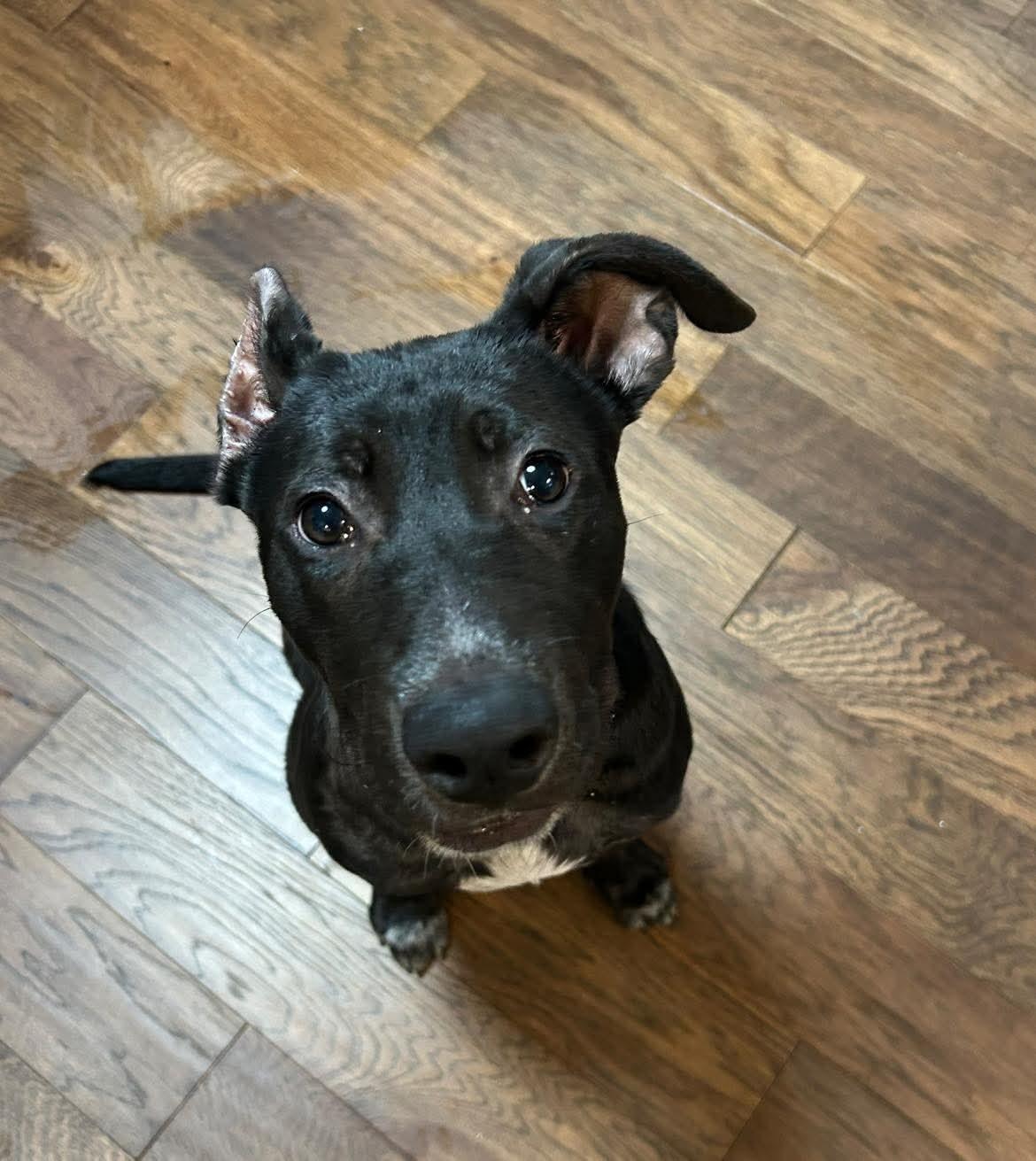 Jin, a Adoptable mixed breed in Spring hill, TN image 3/4