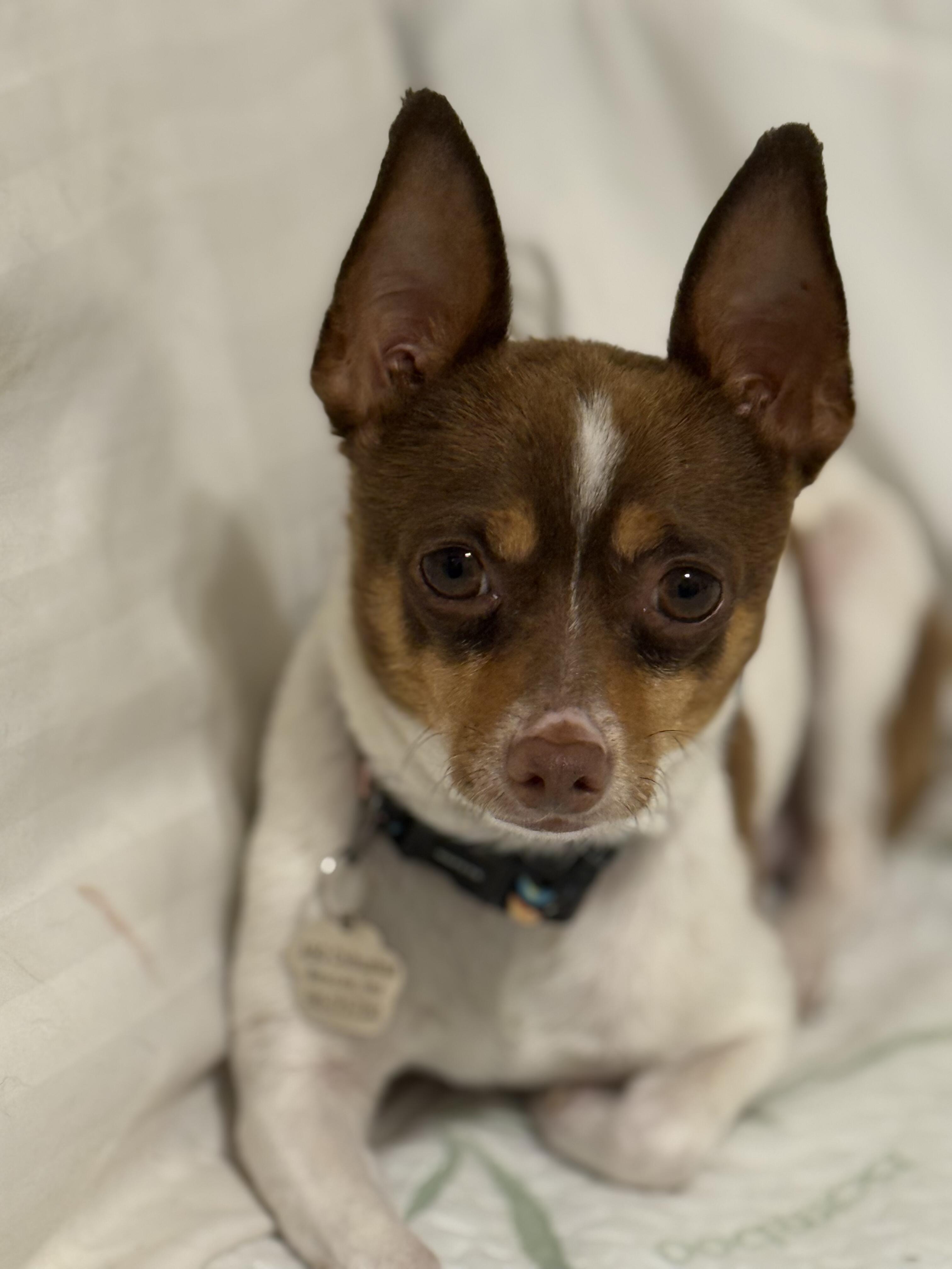 Enlarge Pancho, a ADOPTABLE mixed breed in Albuquerque, NM image 1/1