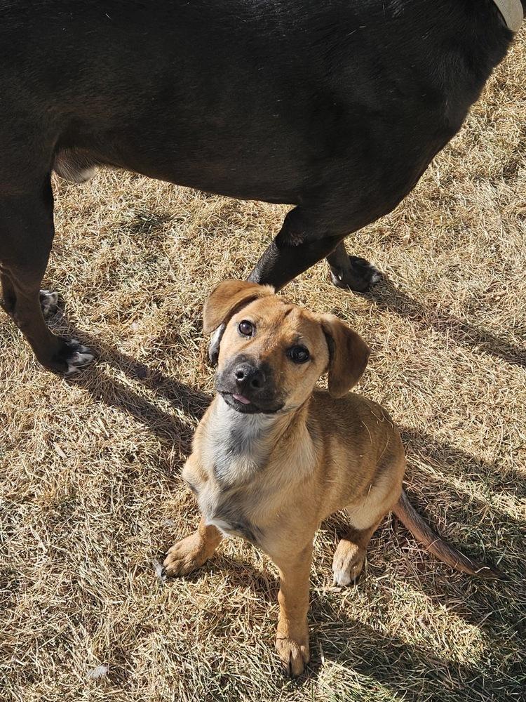 Alana, Adoptable, Puppy Female Black Mouth Cur & German Shepherd Dog.