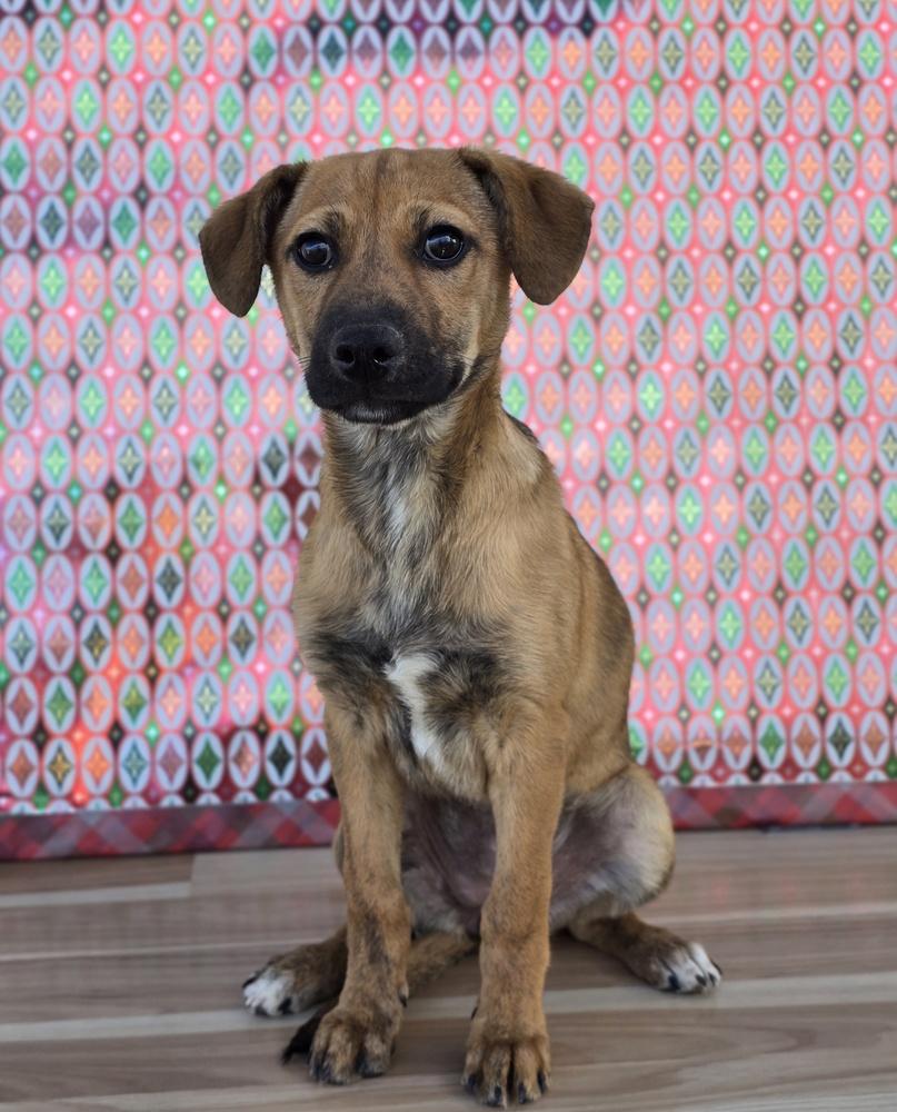 Enlarge Alana, a Adoptable mixed breed in Sedalia, CO image 2/3