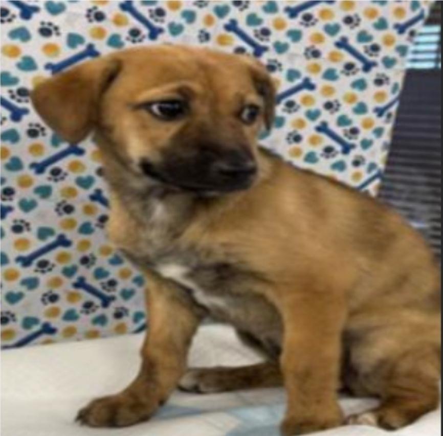 Enlarge Alana, a Adoptable mixed breed in Sedalia, CO image 3/3