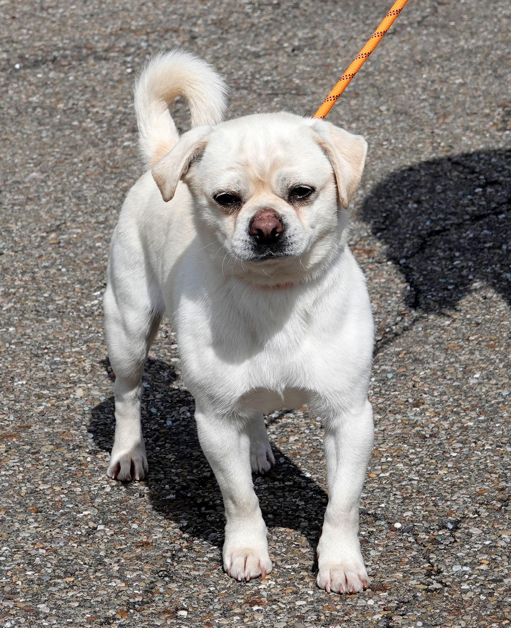 Enlarge Sunday - ADOPTED, an adopted mixed breed in Millfield, OH image 4/4