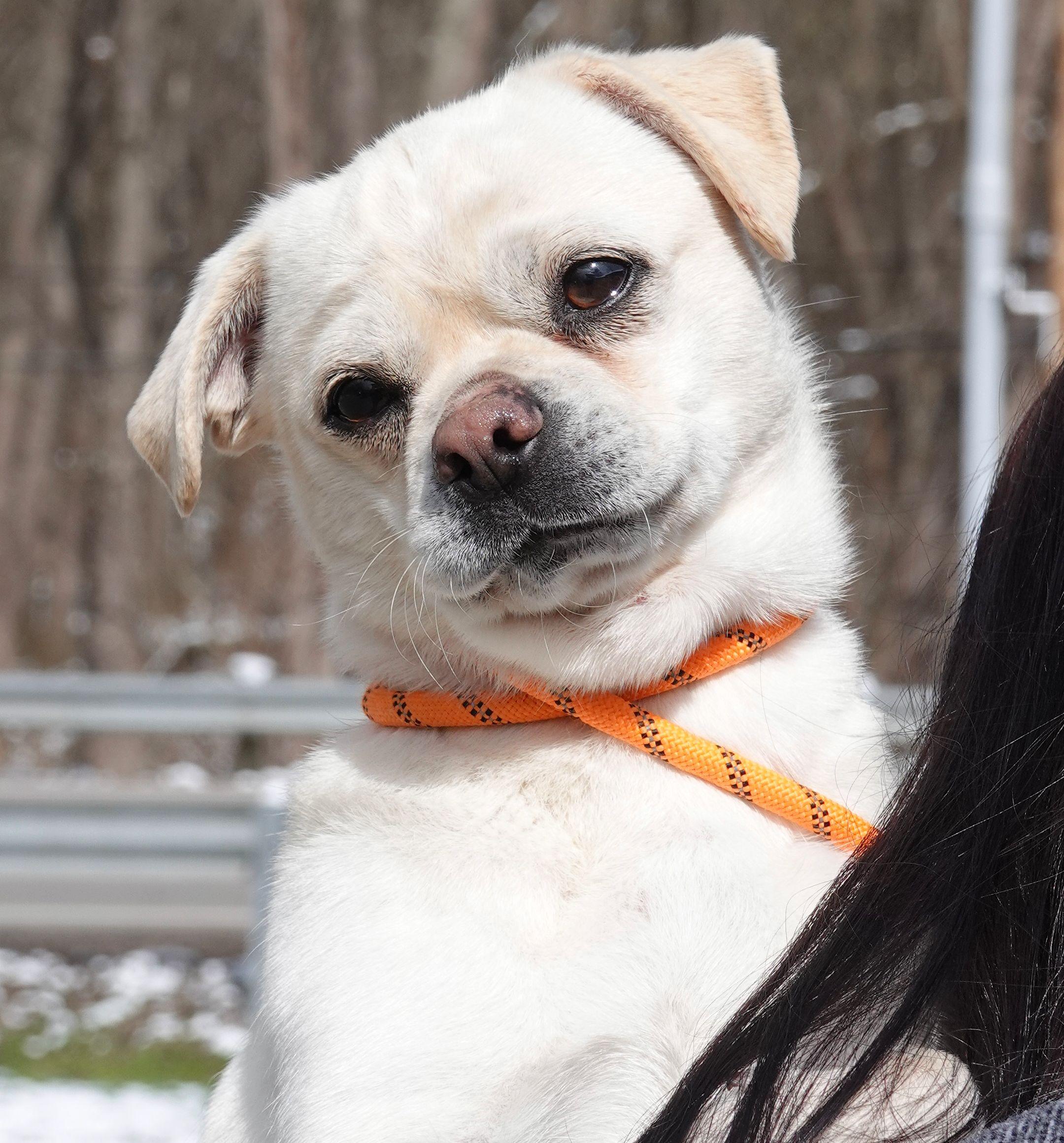 Enlarge Sunday - ADOPTED, an adopted mixed breed in Millfield, OH image 1/4